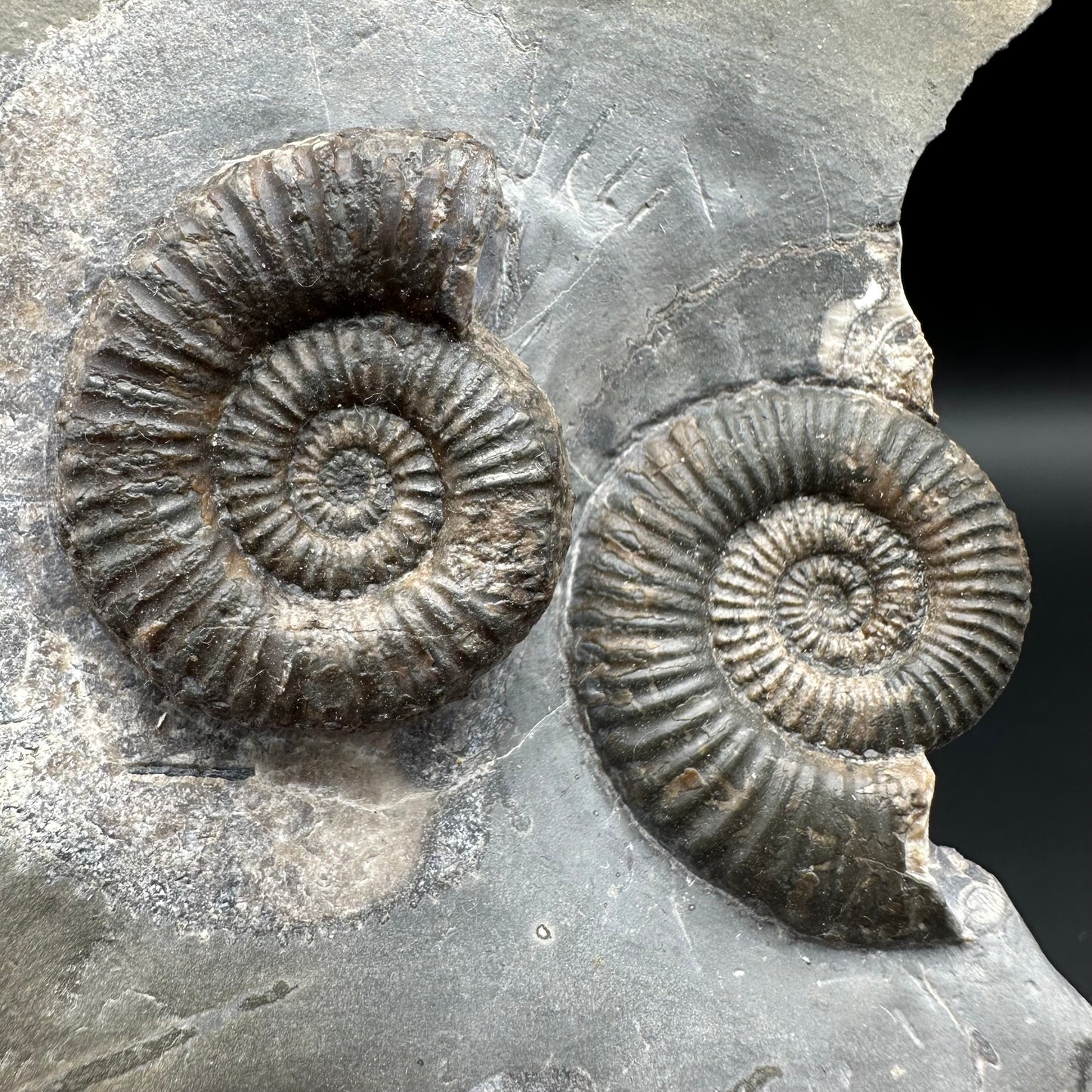 Zugodactylites ammonite fossil with box and stand - Whitby, North Yorkshire Jurassic Coast, Yorkshire fossils