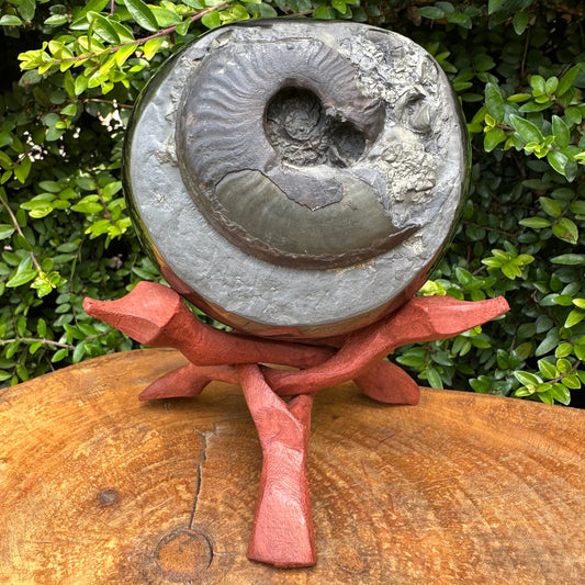 Golden Egg (GENUINE) Ammonite Fossil With Stand - Whitby, North Yorkshire Jurassic Coast Yorkshire Fossils