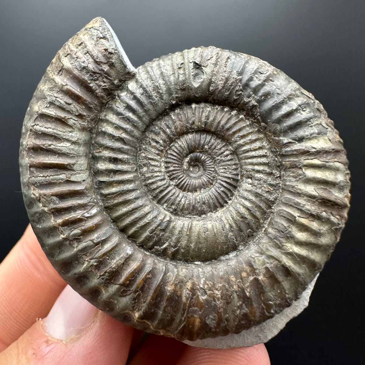 Dactylioceras Ammonite Fossil With box and Stand - Whitby, North Yorkshire Jurassic Coast Yorkshire Fossils