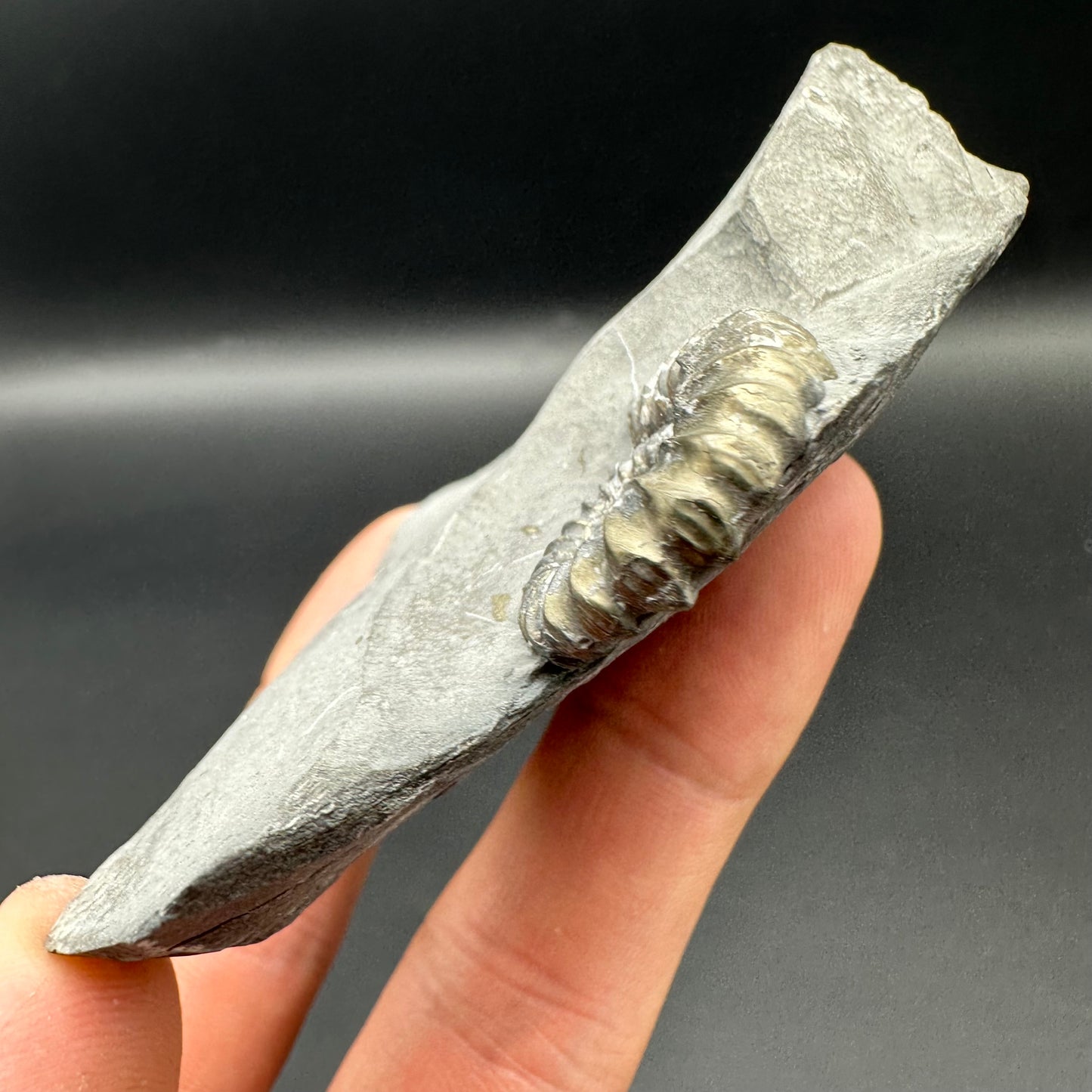 Promicroceras ammonite shell fossil with box and stand - Whitby, North Yorkshire Jurassic Coast Yorkshire Fossils