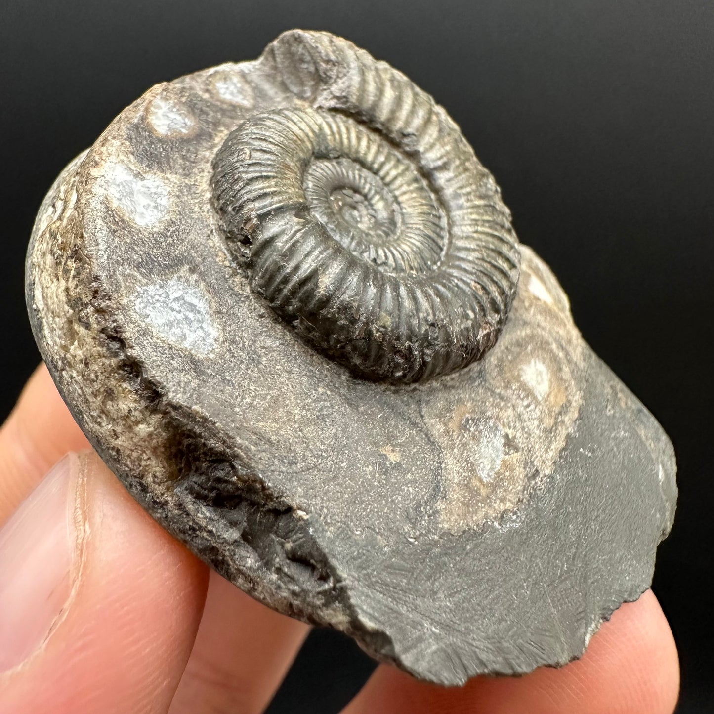 Dactylioceras Ammonite Fossil Gift Set - Whitby, North Yorkshire Jurassic Coast Yorkshire Fossils
