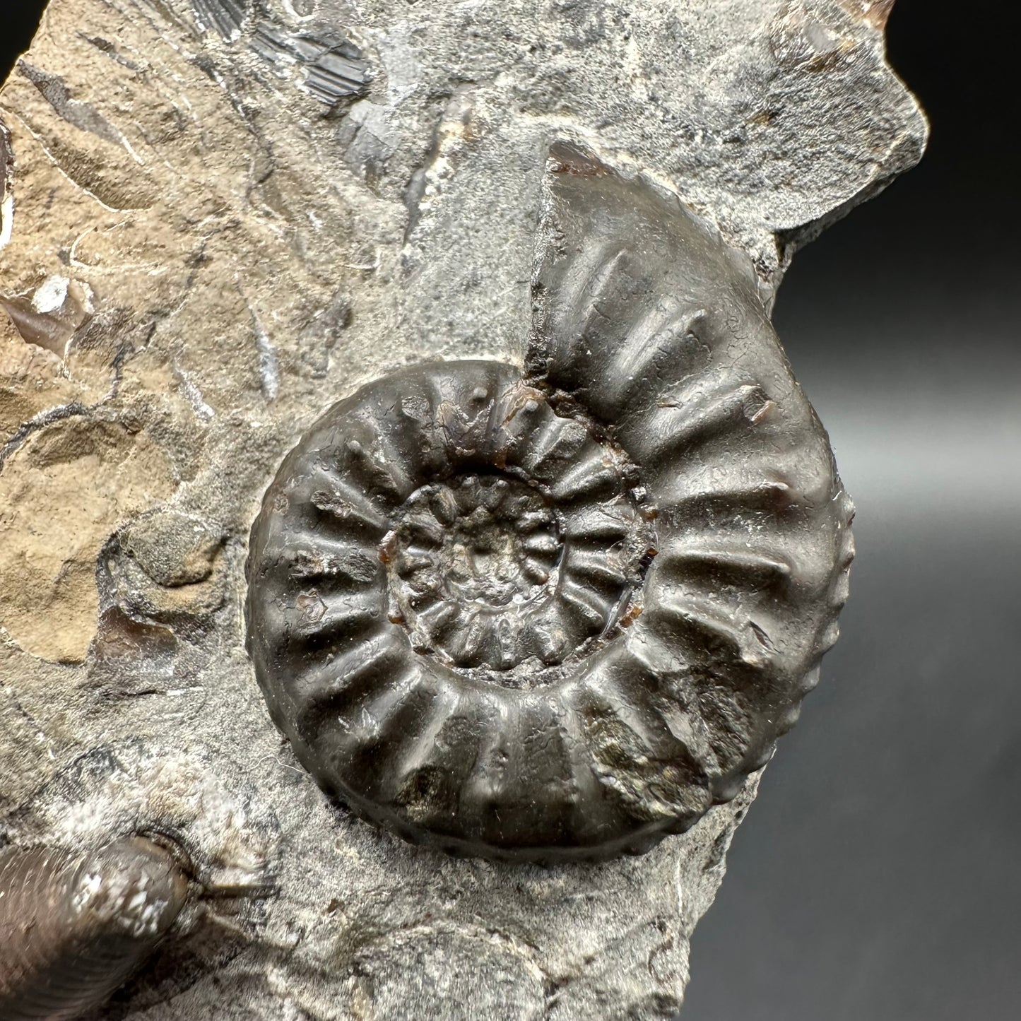 Amaltheus subnodosus Ammonite fossil / Belemnite Phragmocone fossil with box and stand - Whitby, North Yorkshire Jurassic Coast Yorkshire Fossils