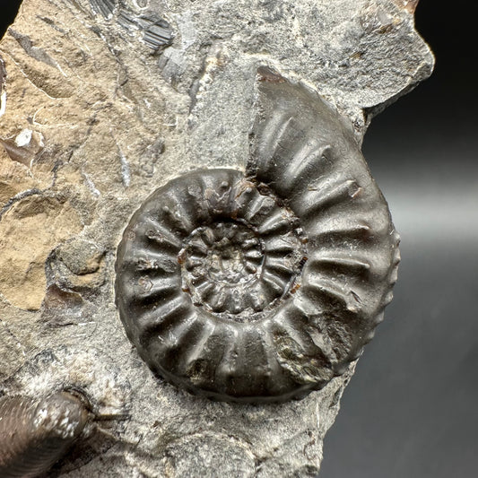 Amaltheus subnodosus Ammonite fossil / Belemnite Phragmocone fossil with box and stand - Whitby, North Yorkshire Jurassic Coast Yorkshire Fossils