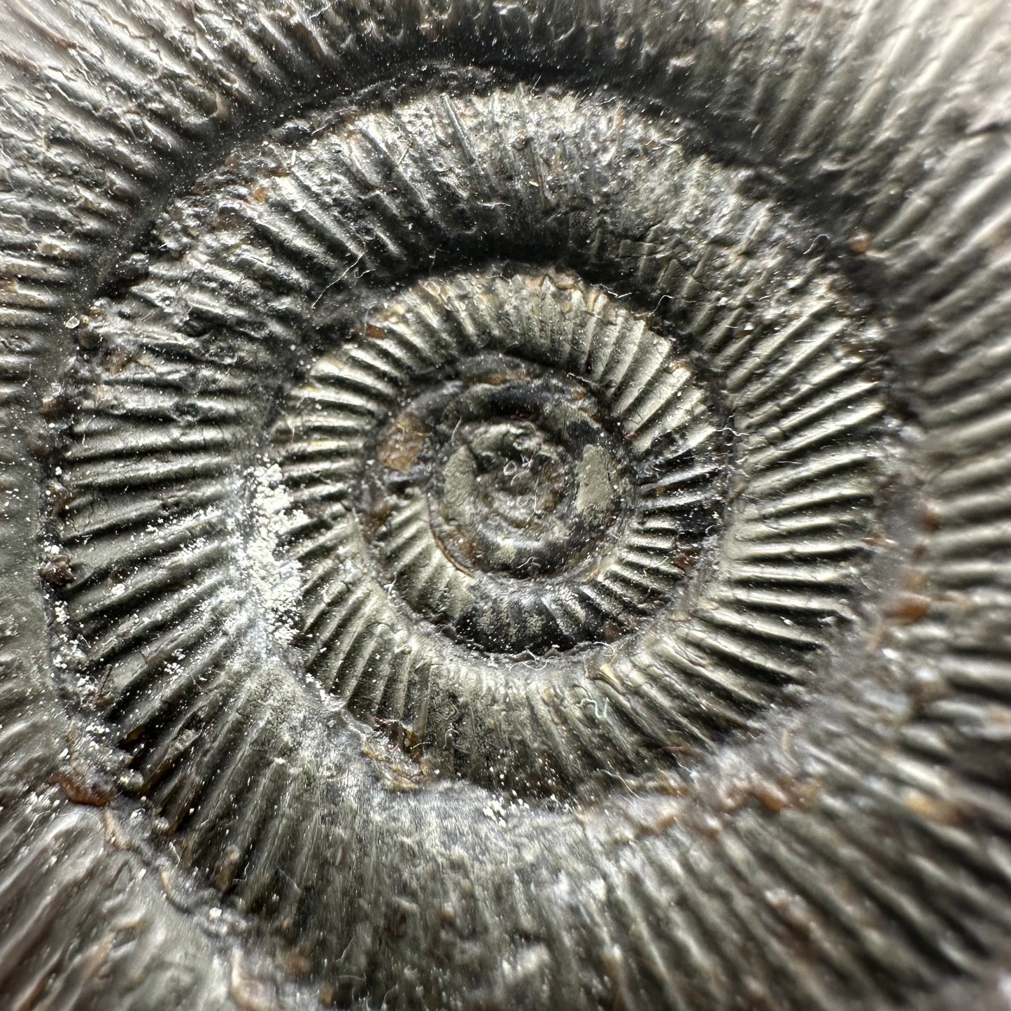 Dactylioceras tenuicostatum ammonite fossil with box and stand - Whitby, North Yorkshire Jurassic Coast