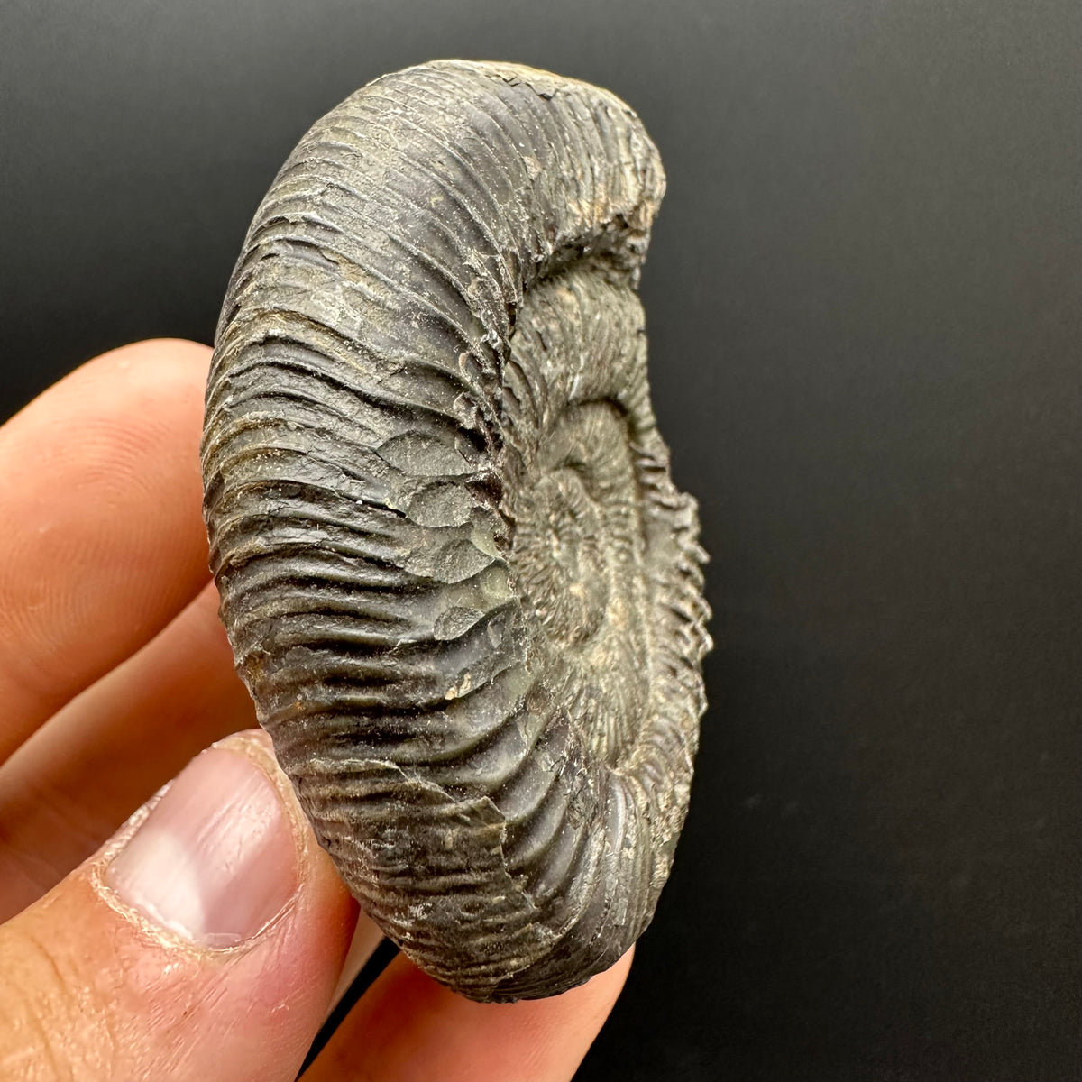 Dactylioceras Ammonite Fossil With box and Stand - Whitby, North Yorkshire Jurassic Coast Yorkshire Fossils