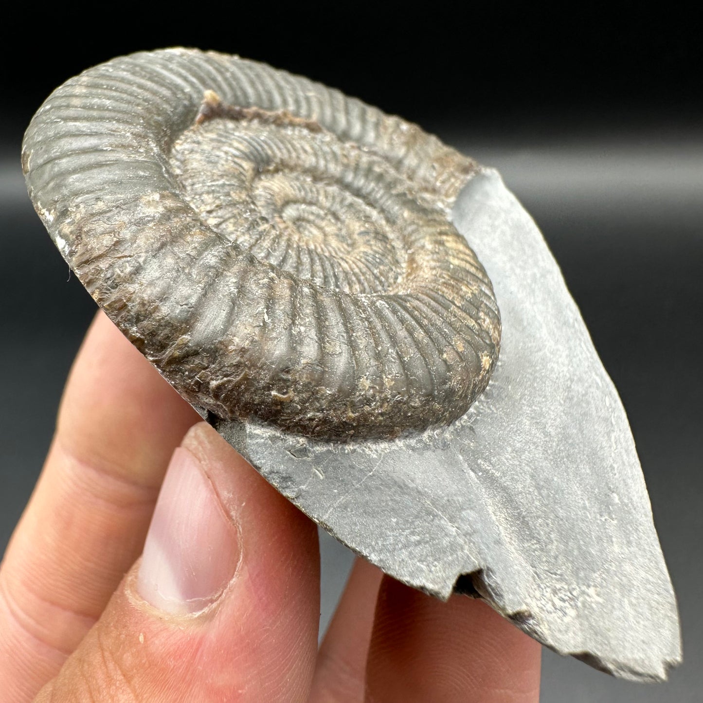 Zugodactylites ammonite fossil with box and stand - Whitby, North Yorkshire Jurassic Coast, Yorkshire fossils