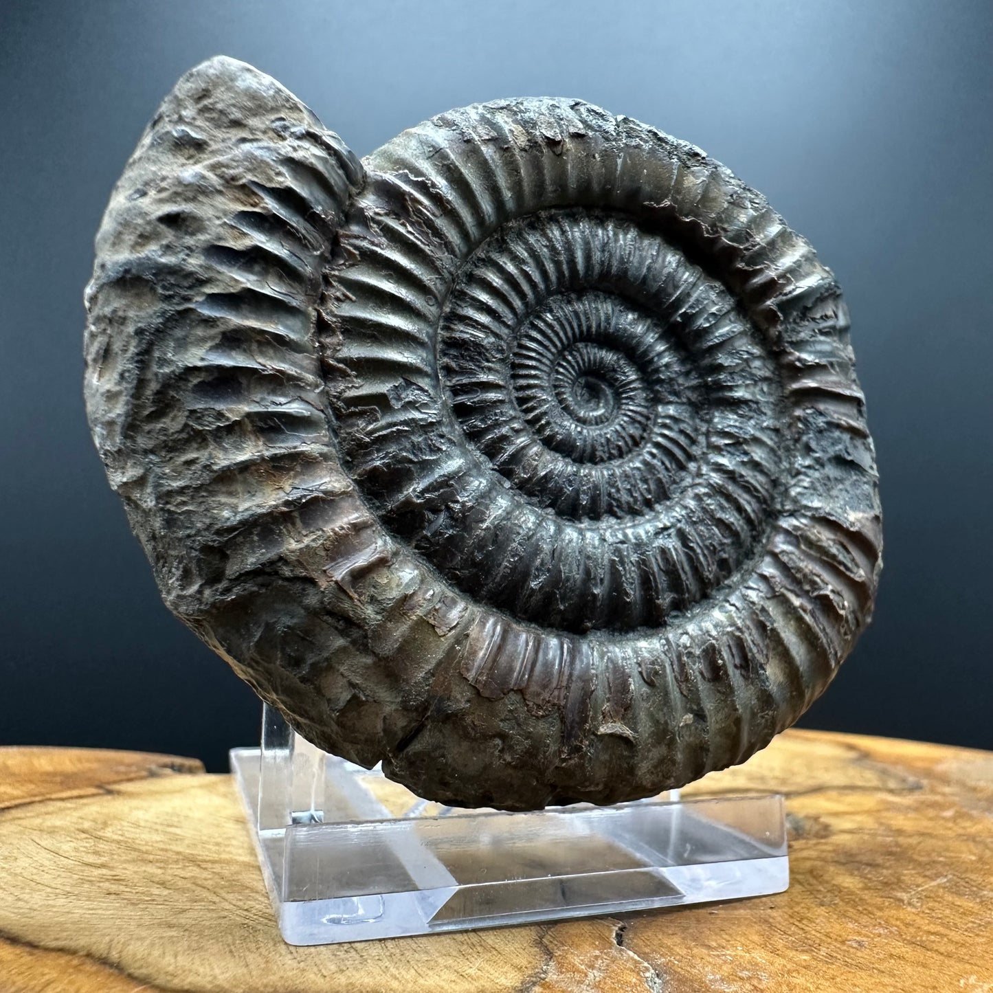 Dactylioceras Ammonite Fossil With box and Stand - Whitby, North Yorkshire Jurassic Coast Yorkshire Fossils