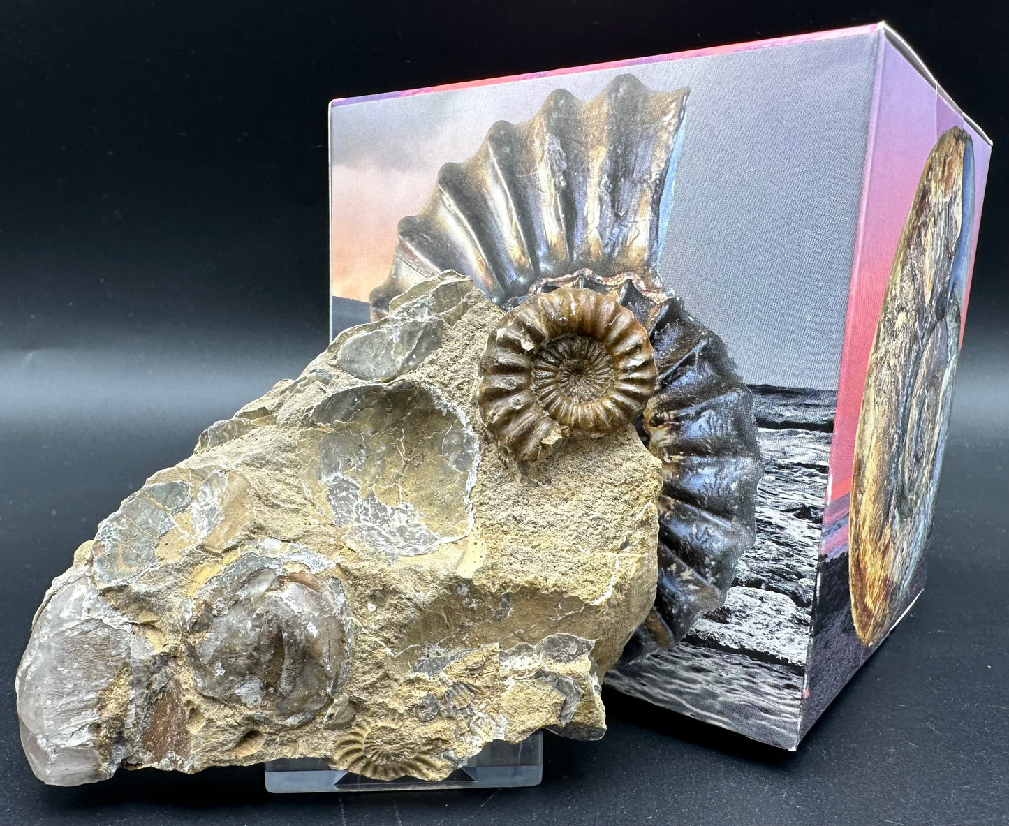 Androgynoceras Capricornus ammonite fossil with box and stand - Whitby, North Yorkshire Jurassic Coast Yorkshire Fossils