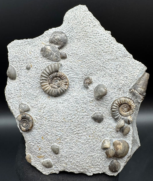 Arnioceras ammonite shell fossil with stand - Whitby, North Yorkshire Jurassic Coast Yorkshire Fossils
