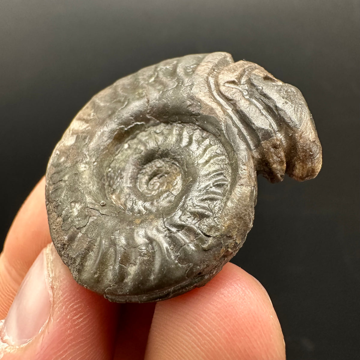 Snakestone Ammonite Fossil With Bag/Box And Stand - Whitby, North Yorkshire Jurassic Coast Yorkshire Fossils