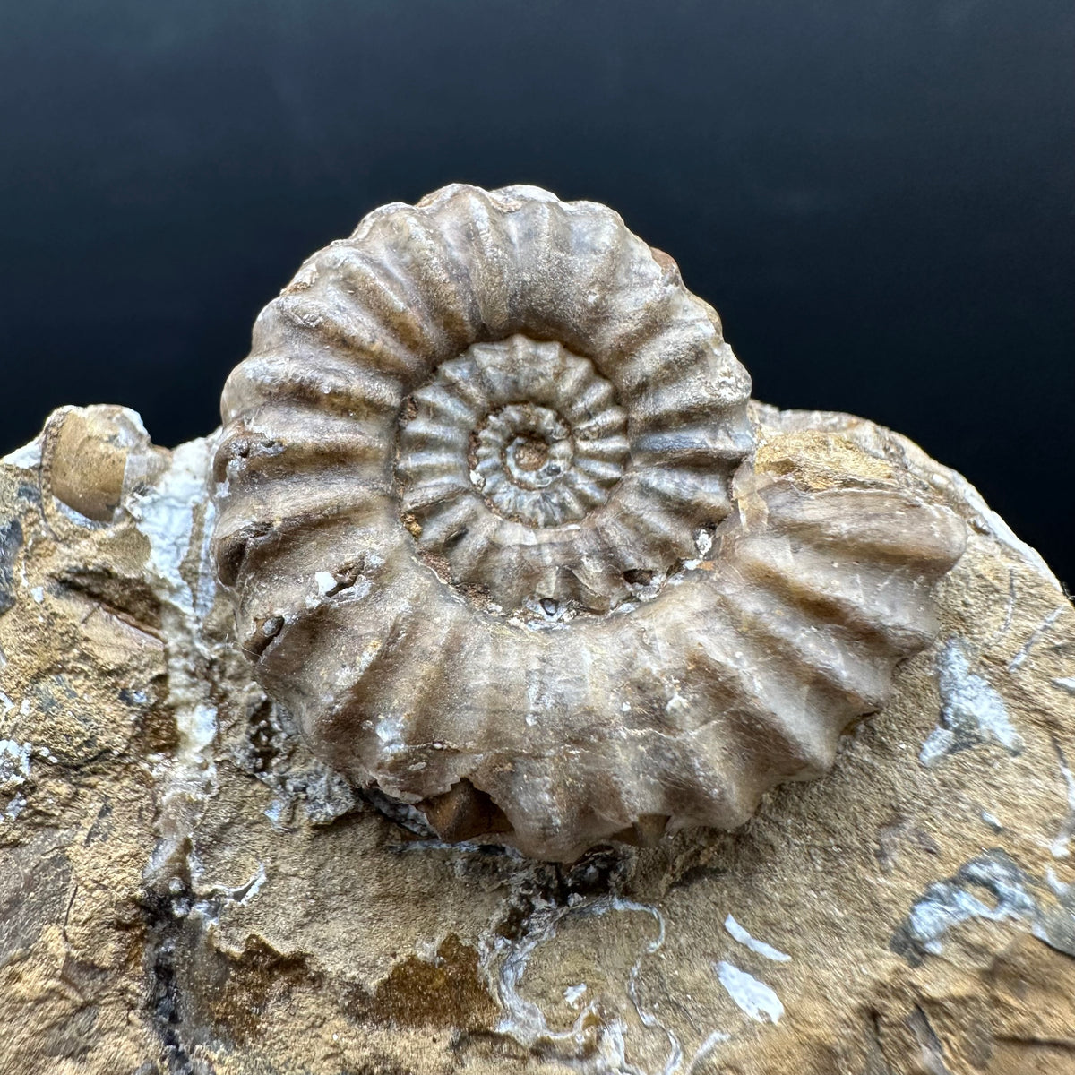Androgynoceras capricornus Ammonite Fossil With Stand - Whitby, North Yorkshire Jurassic Coast Yorkshire Fossils