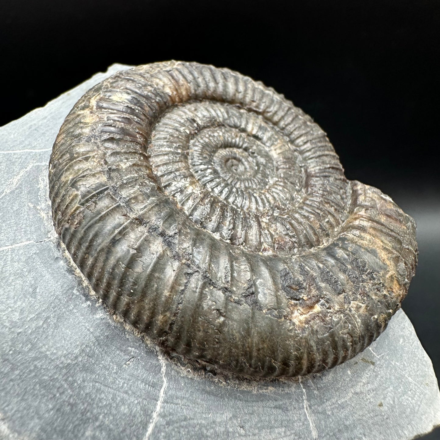 Dactylioceras Ammonite Fossil With Box And Stand - Whitby, North Yorkshire Jurassic Coast Yorkshire Fossils