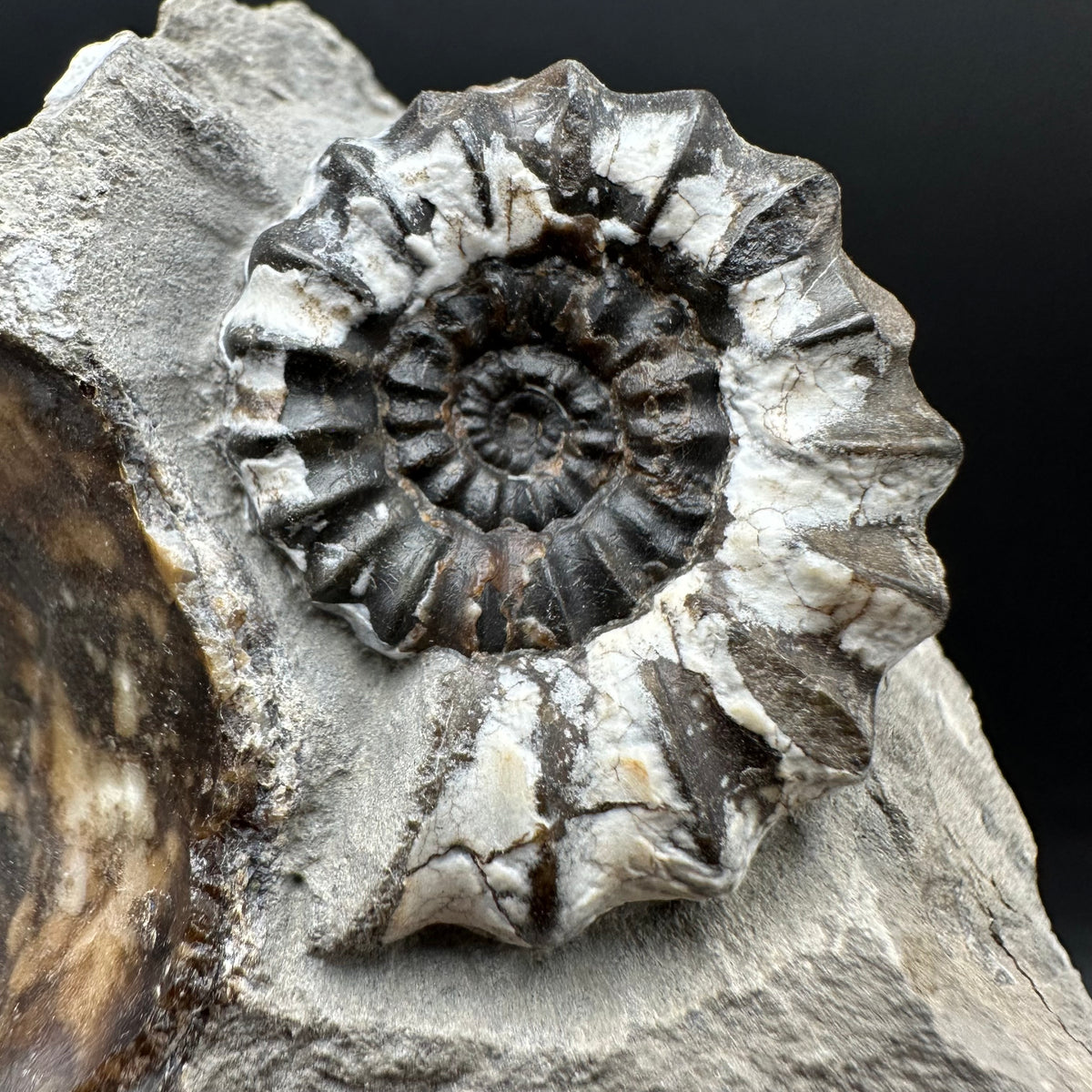 Androgynoceras maculatum ammonite fossil with box and stand - Whitby, North Yorkshire Jurassic Coast Yorkshire Fossils