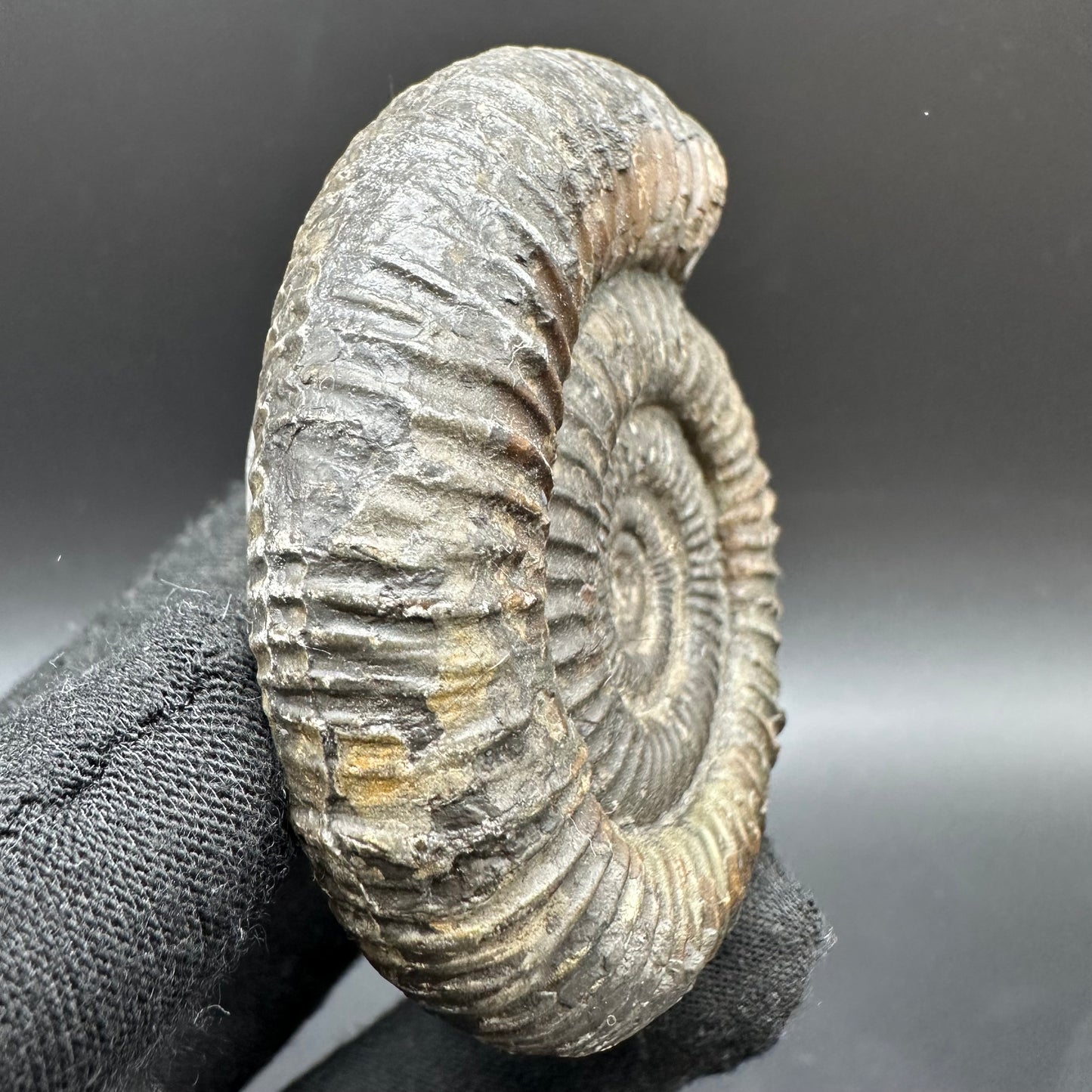 Dactylioceras Ammonite Fossil With Box And Stand - Whitby, North Yorkshire Jurassic Coast Yorkshire Fossils