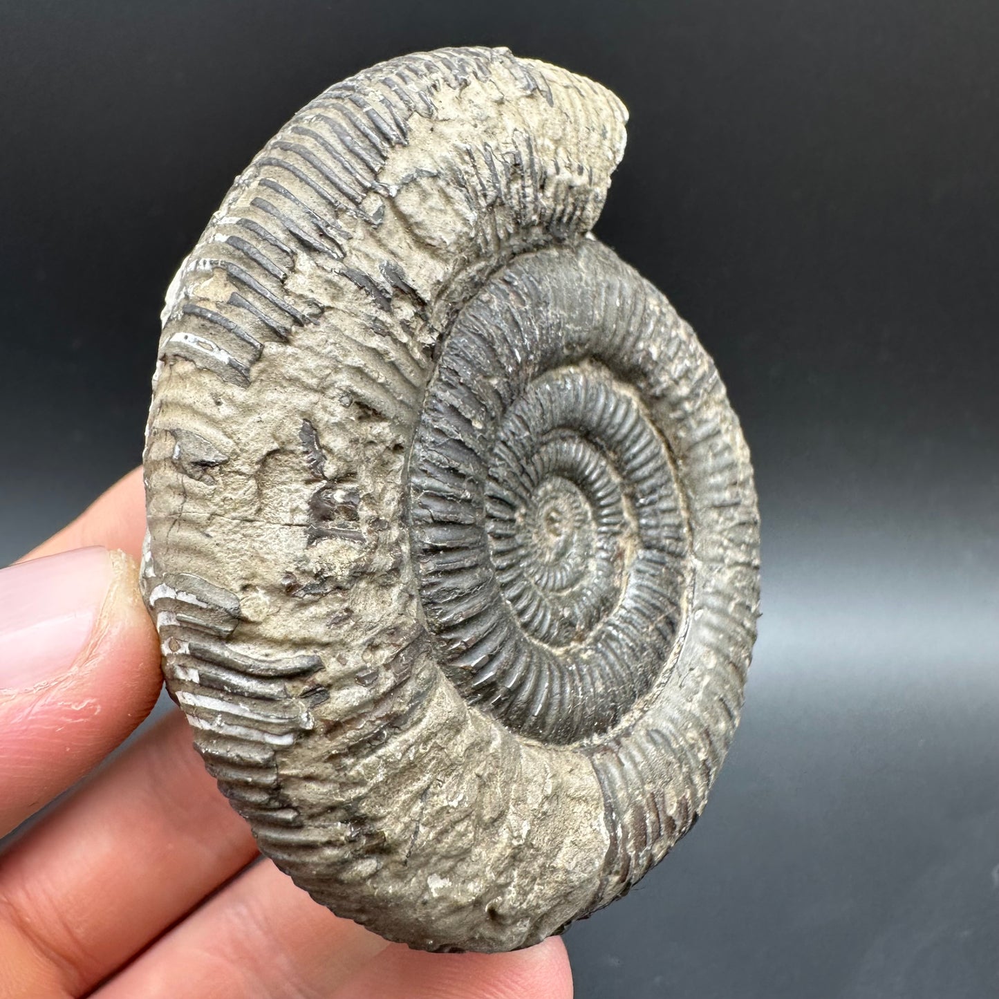 Dactylioceras clevelandicum Ammonite fossil with box and stand - Whitby, North Yorkshire Jurassic Coast