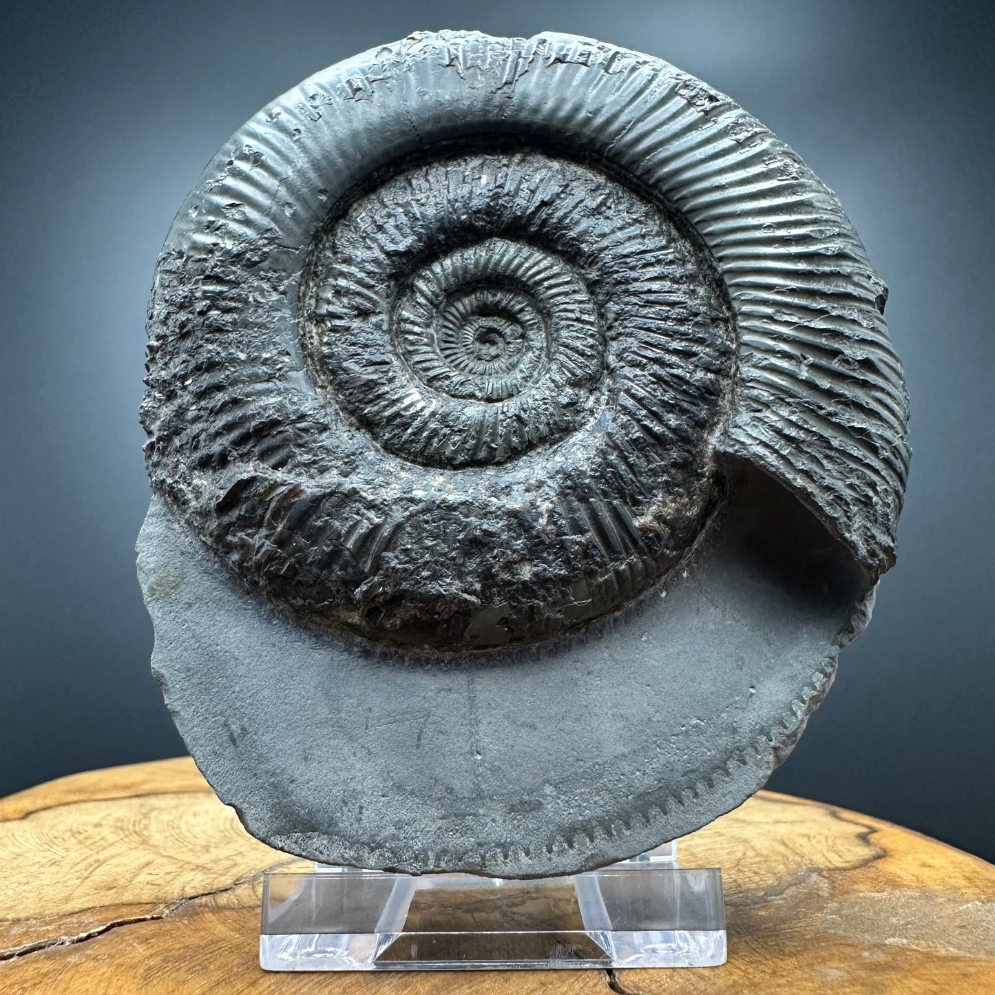 Dactylioceras semicelatum Ammonite Fossil With Stand- Whitby, North Yorkshire Jurassic Coast Yorkshire Fossils