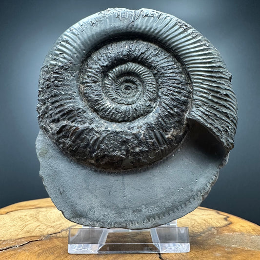 Dactylioceras semicelatum Ammonite Fossil With Stand- Whitby, North Yorkshire Jurassic Coast Yorkshire Fossils