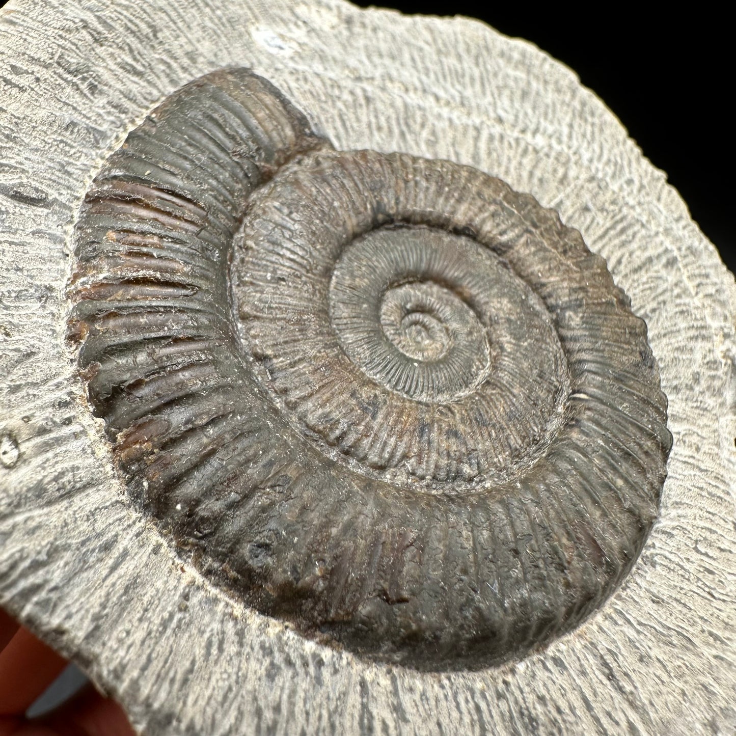 Peronoceras turriculatum Ammonite fossil with box and stand - Whitby, North Yorkshire Jurassic Coast, Yorkshire fossils