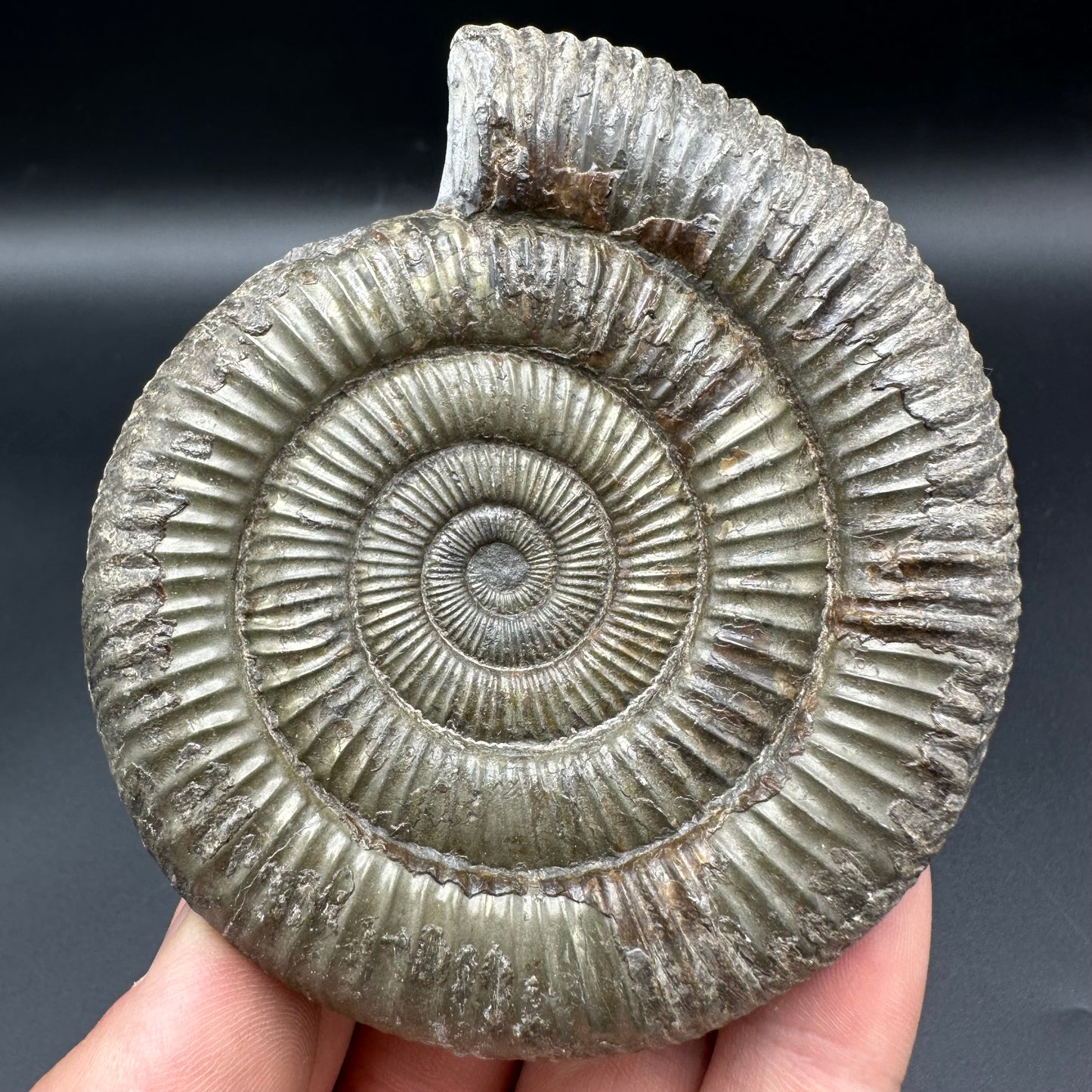 Golden Dactylioceras Ammonite Fossil With Box And Stand - Whitby, North Yorkshire Jurassic Coast Yorkshire Fossils