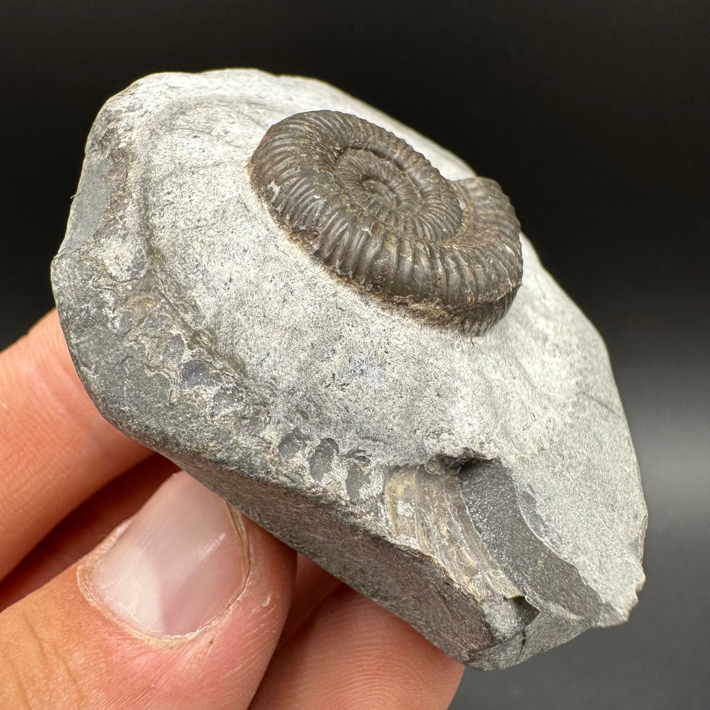 Dactylioceras Ammonite Fossil With Box And Stand - Whitby, North Yorkshire Jurassic Coast Yorkshire Fossils