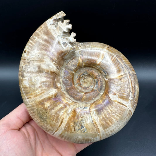 Puzosia Ammonite Fossil With Stand - Cretaceous Ammonite Madagascar