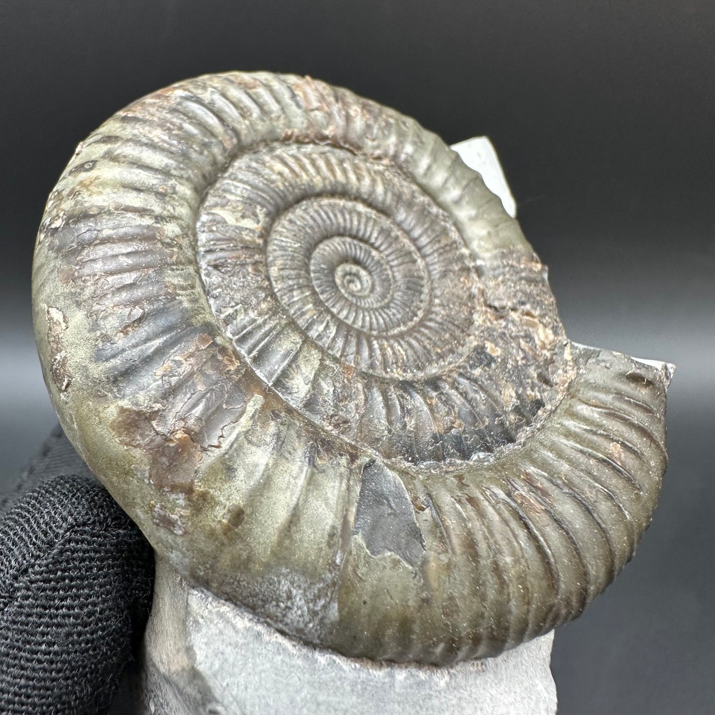 Dactylioceras Ammonite Fossil With Box And Stand - Whitby, North Yorkshire Jurassic Coast Yorkshire Fossils