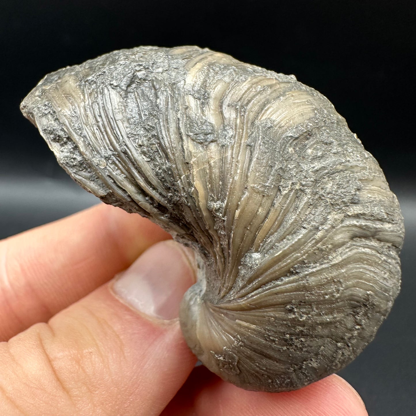 Gryphaea shell fossil with box and stand - Whitby, North Yorkshire, Jurassic Coast, Yorkshire Fossils found on the Jurassic Coast