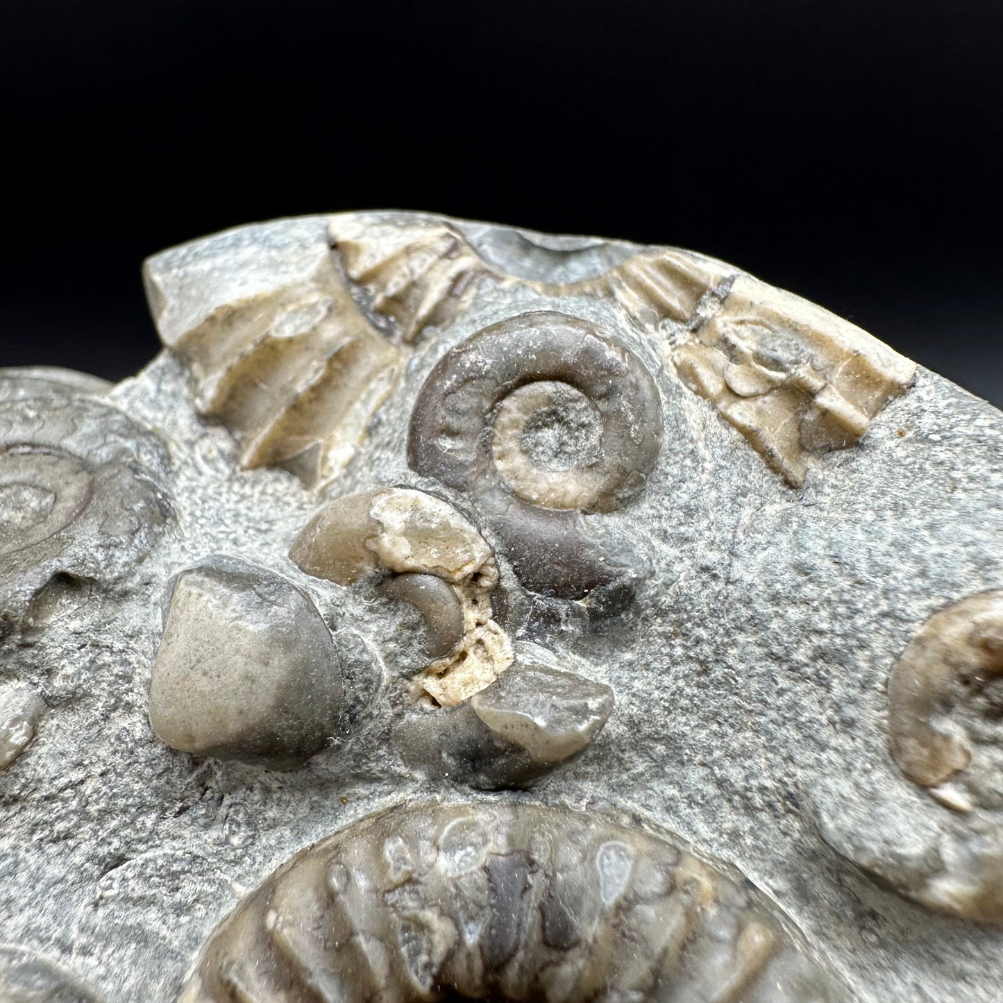 Arnioceras ammonite shell fossil with box and stand - Whitby, North Yorkshire Jurassic Coast Yorkshire Fossils