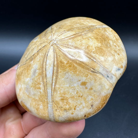 Holectypus Sea Urchin Fossil With Box And Stand - Middle Jurassic Madagascar