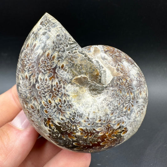Phylloceras Ammonite Fossil With Box And Stand - Cretaceous Ammonite Madagascar