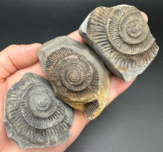 Dactylioceras imprint (negative) bundle ammonite shell fossil with box - Whitby, North Yorkshire, Yorkshire Fossils