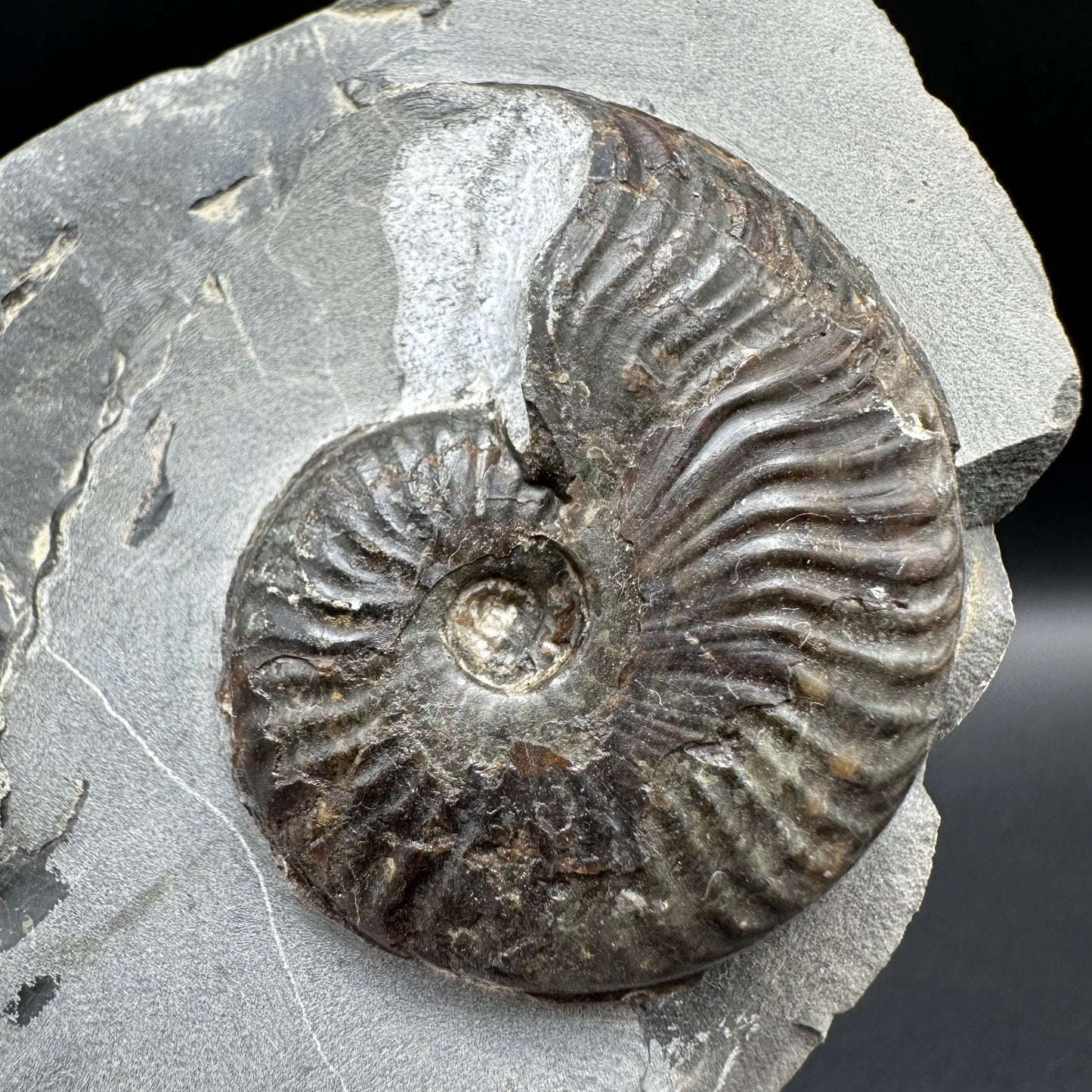 Pseudolioceras lythense Ammonite fossil with box and stand - Whitby, North Yorkshire, Yorkshire Fossils on the Jurassic Coast