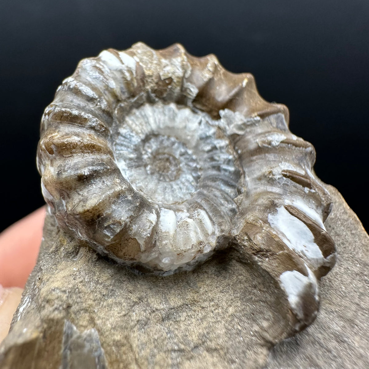 Androgynoceras capricornus Ammonite Fossil With Stand - Whitby, North Yorkshire Jurassic Coast Yorkshire Fossils