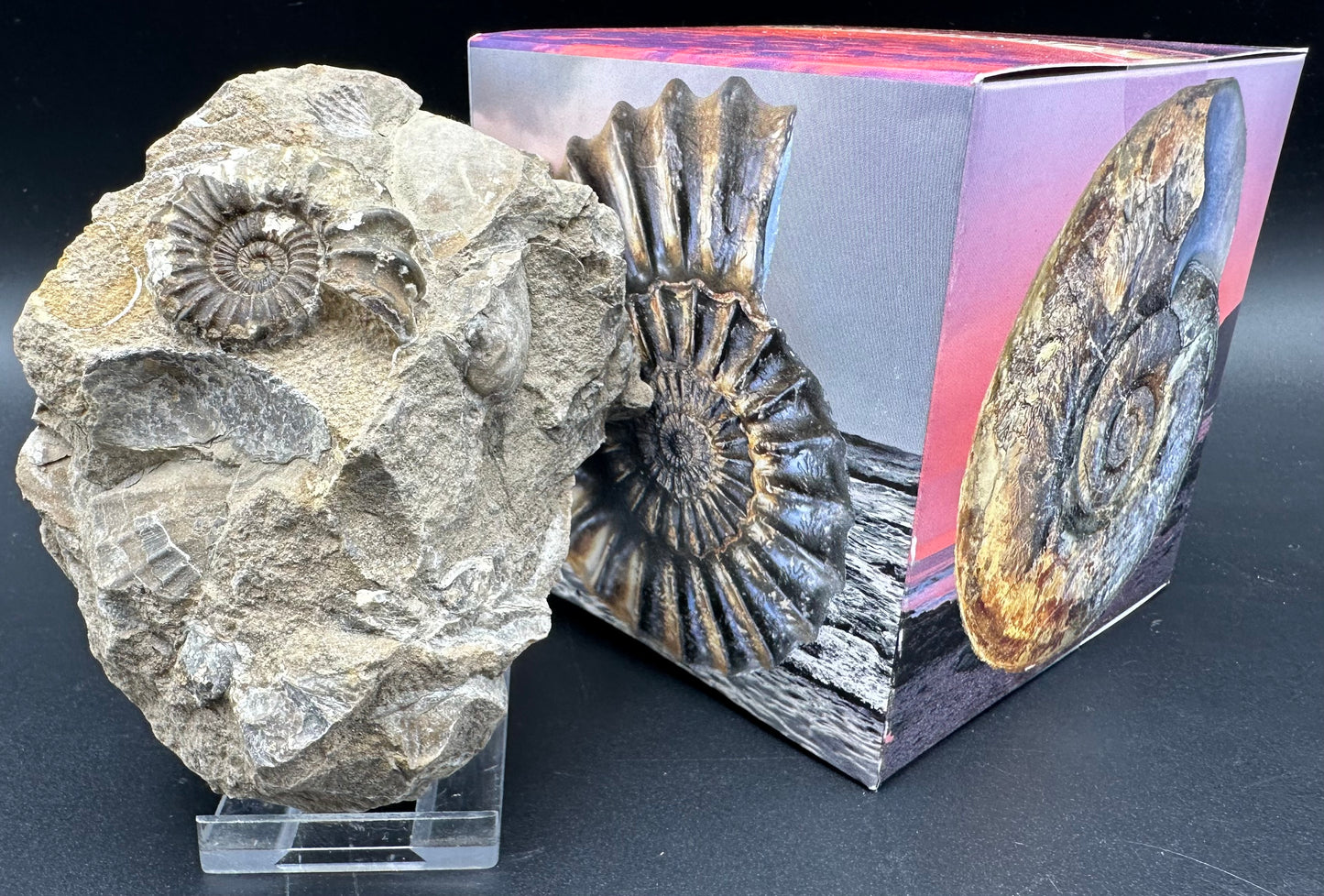 Androgynoceras Capricornus ammonite fossil with box and stand - Whitby, North Yorkshire Jurassic Coast Yorkshire Fossils