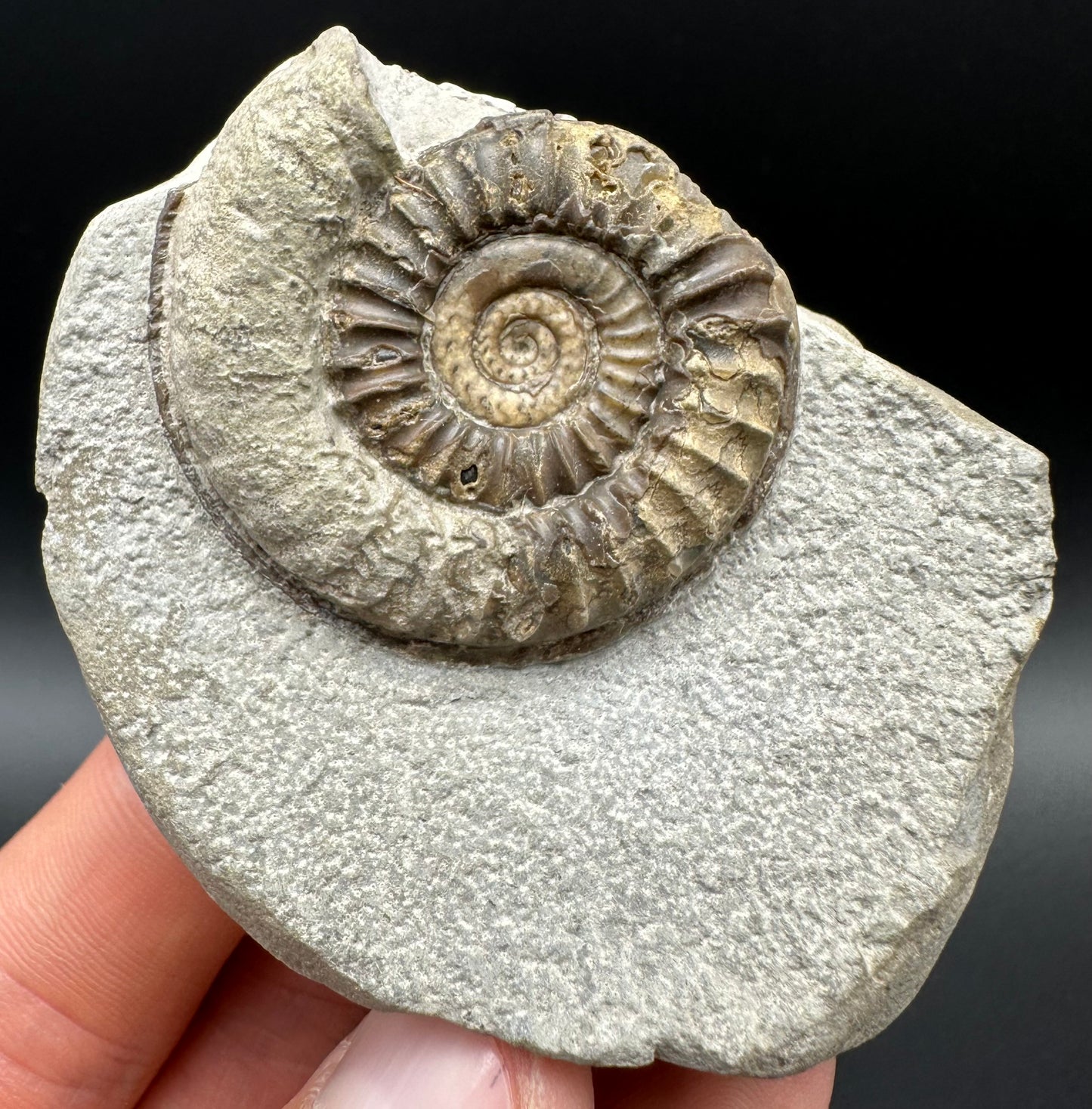 Arnioceras ammonite shell fossil with box and stand - Whitby, North Yorkshire Jurassic Coast Yorkshire Fossils