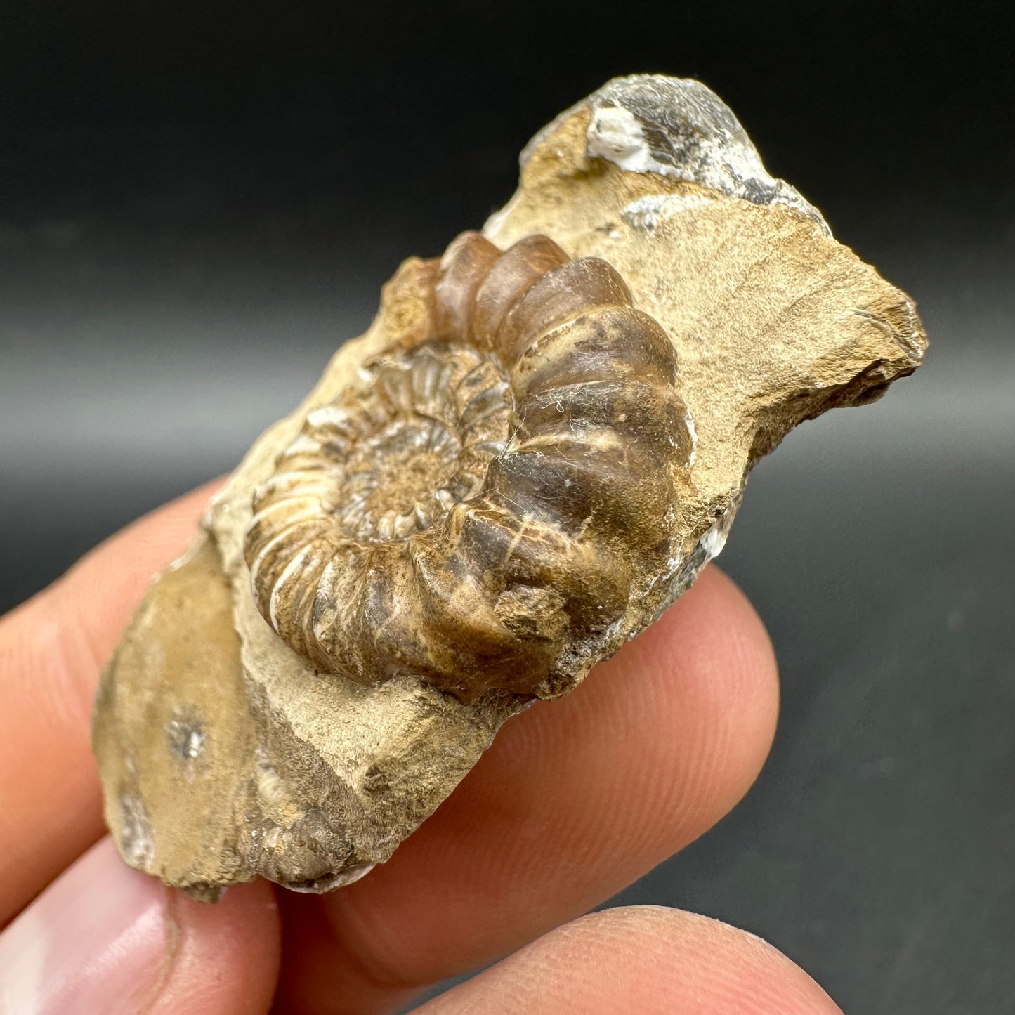 Androgynoceras capricornus Ammonite Fossil With Box And Stand - Whitby, North Yorkshire Jurassic Coast Yorkshire Fossils