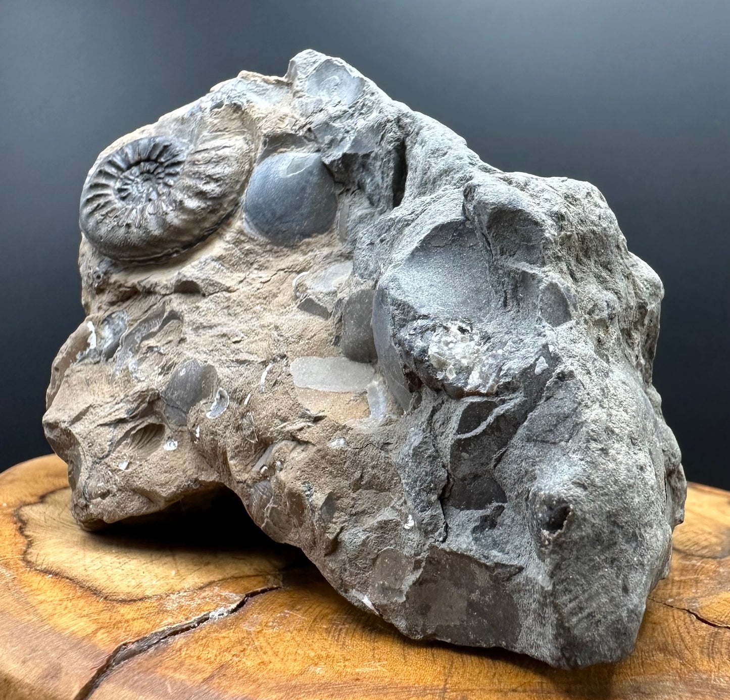Amaltheus subnodosus Ammonite fossil with stand - Whitby, North Yorkshire Jurassic Coast Yorkshire Fossils