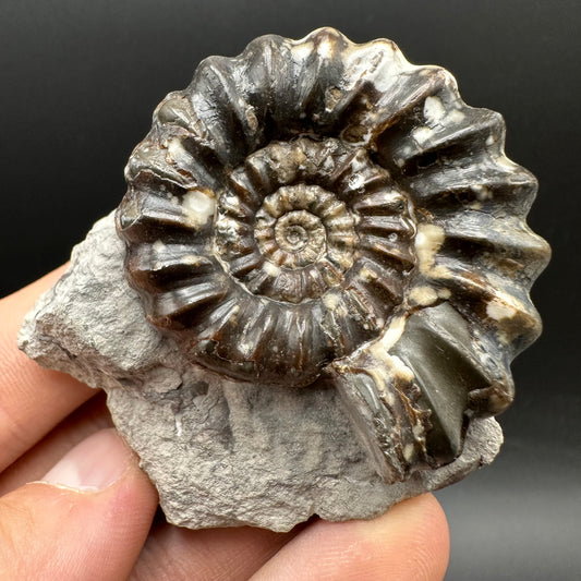Androgynoceras maculatum ammonite fossil with box and stand - Whitby, North Yorkshire Jurassic Coast Yorkshire Fossils