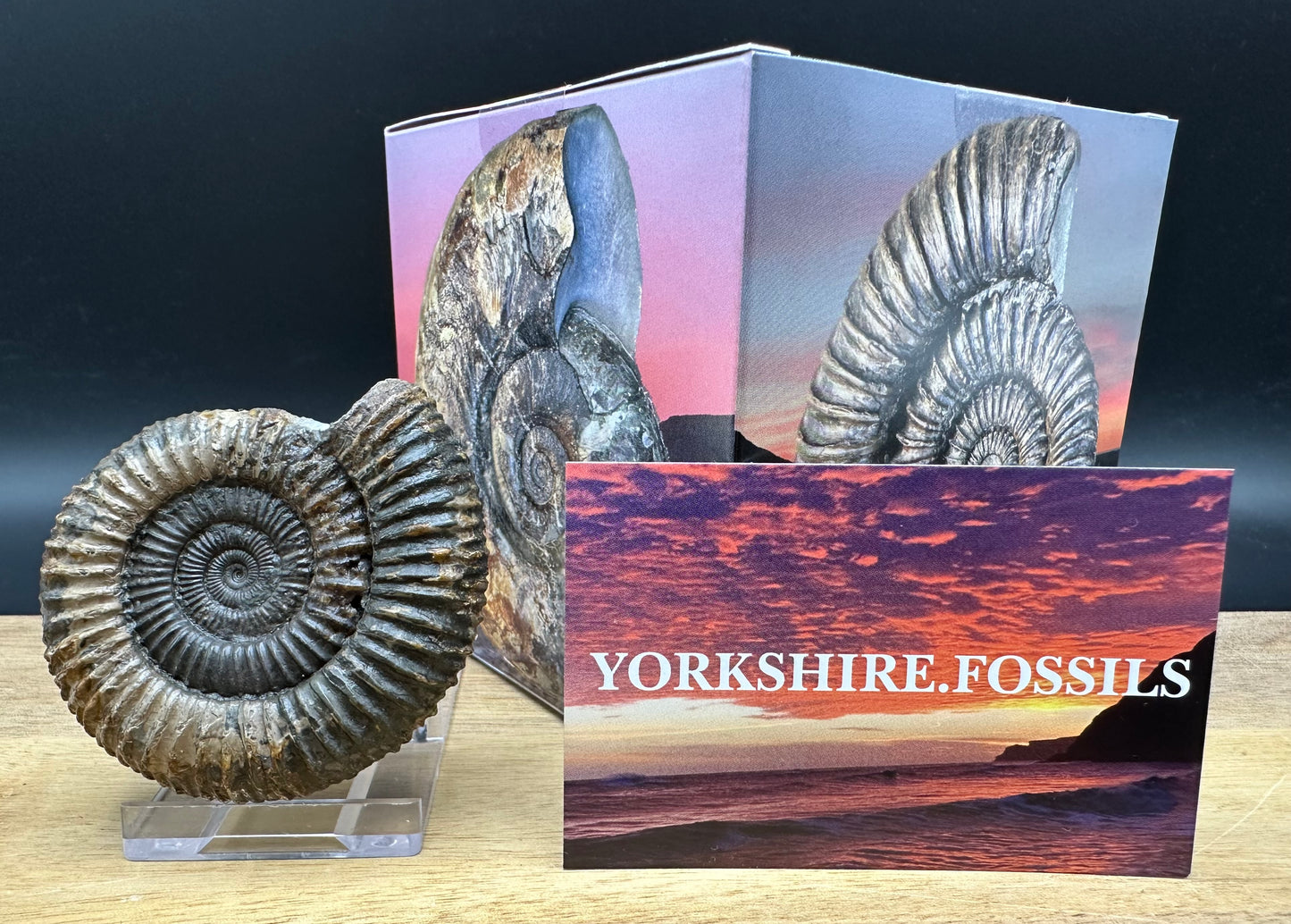 Dactylioceras Ammonite Fossil With box and Stand - Whitby, North Yorkshire Jurassic Coast Yorkshire Fossils