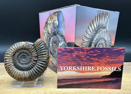Dactylioceras Ammonite Fossil With box and Stand - Whitby, North Yorkshire Jurassic Coast Yorkshire Fossils