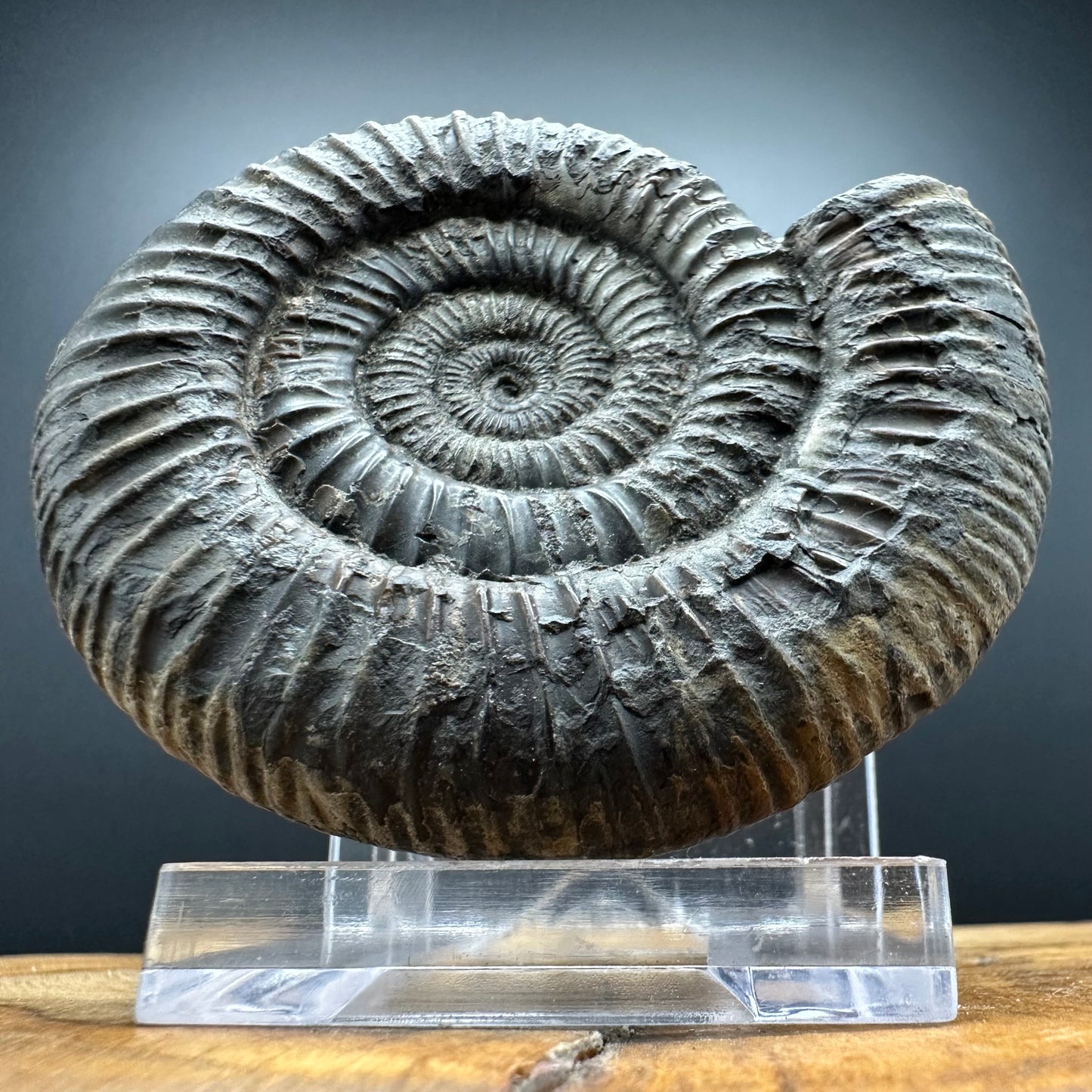 Dactylioceras Ammonite Fossil With box and Stand - Whitby, North Yorkshire Jurassic Coast Yorkshire Fossils