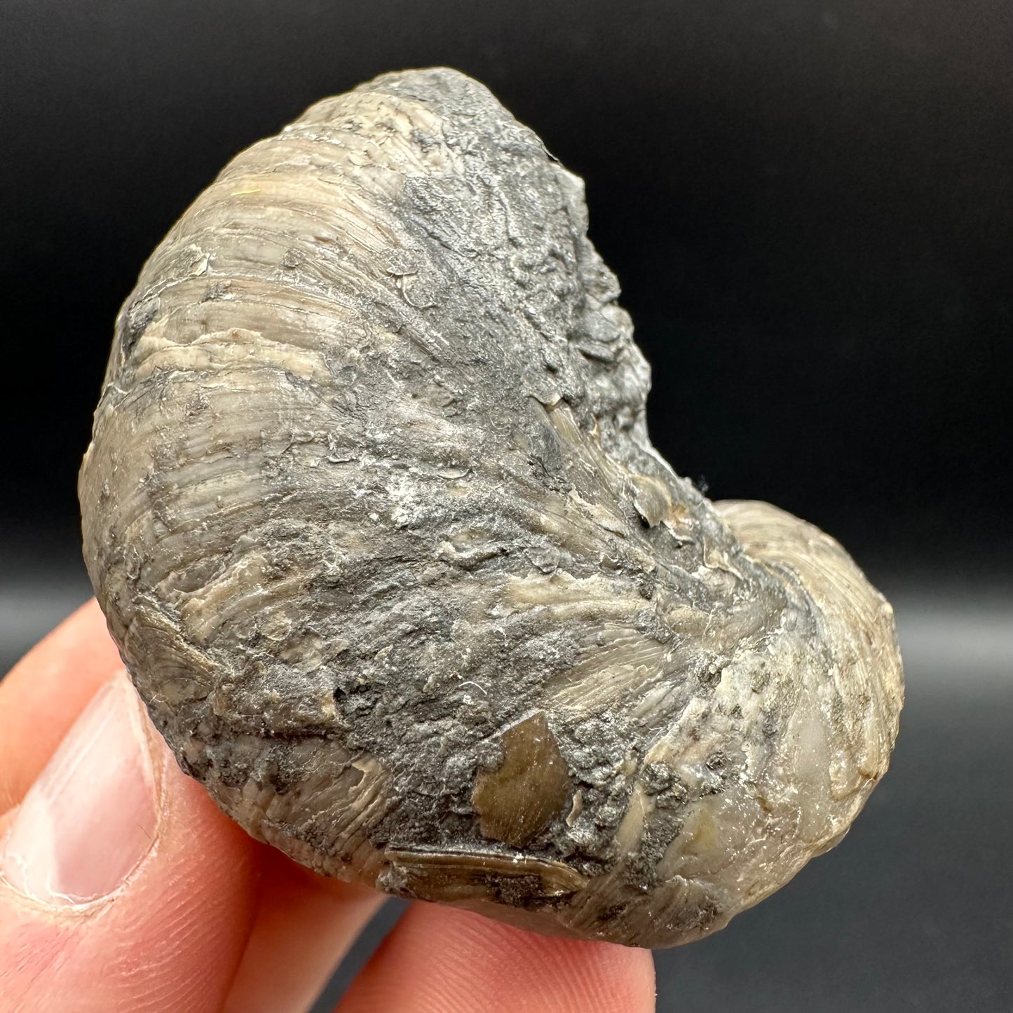 Gryphaea shell fossil with box and stand - Whitby, North Yorkshire, Jurassic Coast, Yorkshire Fossils found on the Jurassic Coast