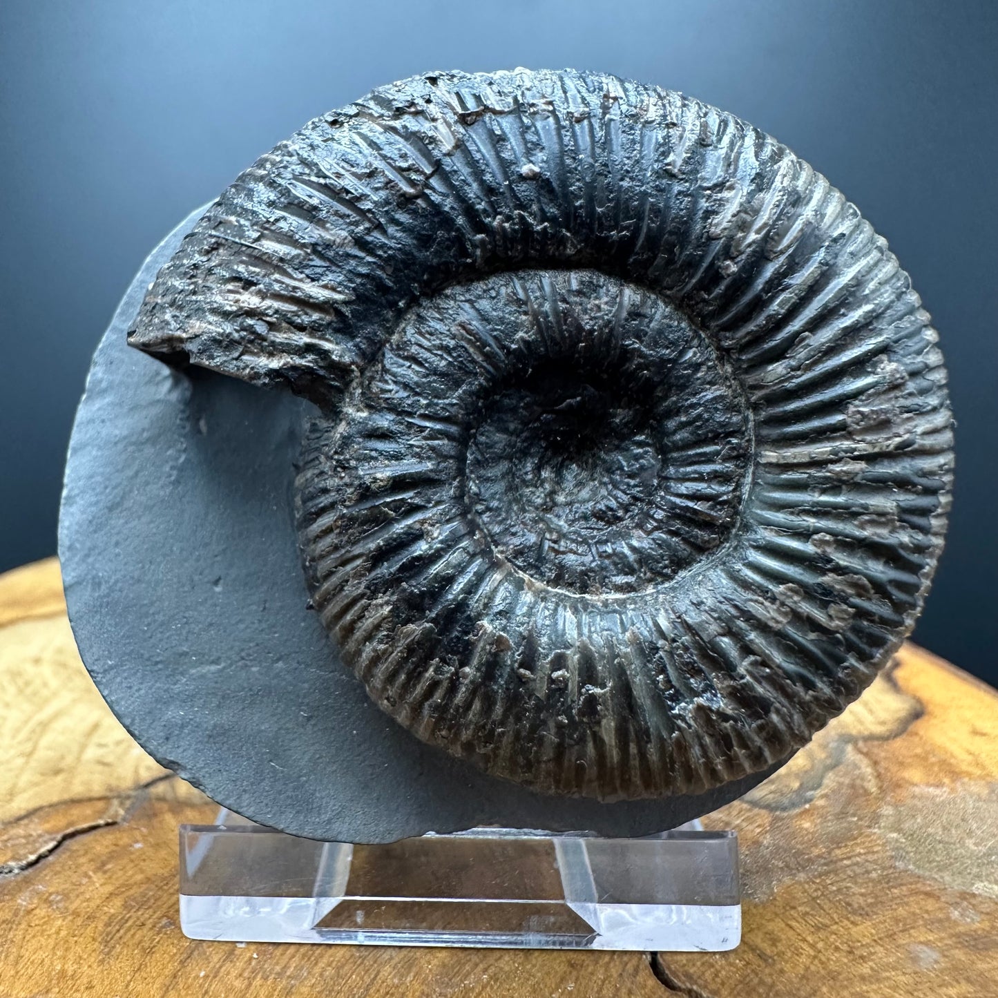 Dactylioceras semicelatum Ammonite fossil with stand - Whitby, North Yorkshire Jurassic Coast Yorkshire Fossils