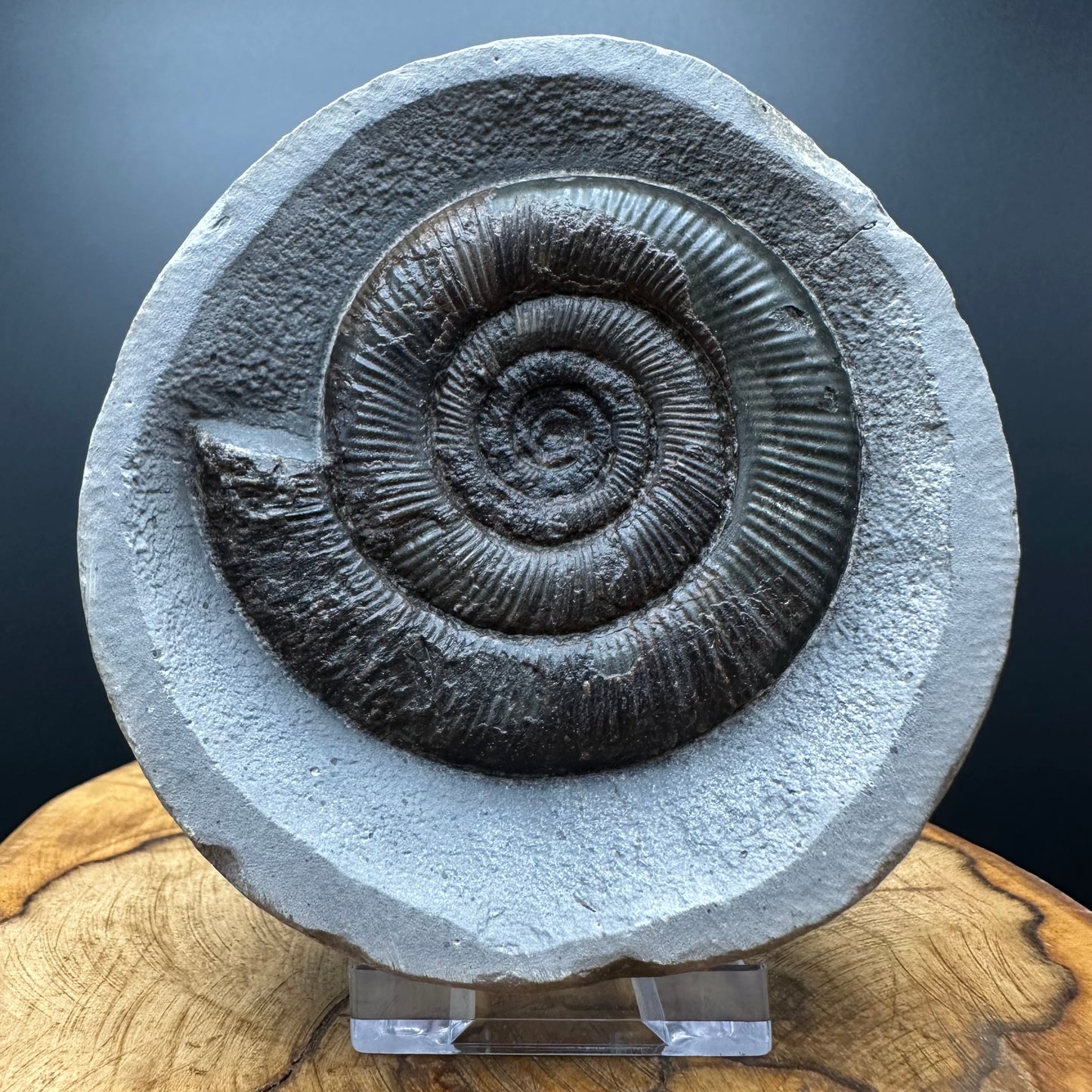 Dactylioceras tenuicostatum Ammonite fossil with box and stand - Whitby, North Yorkshire Jurassic Coast
