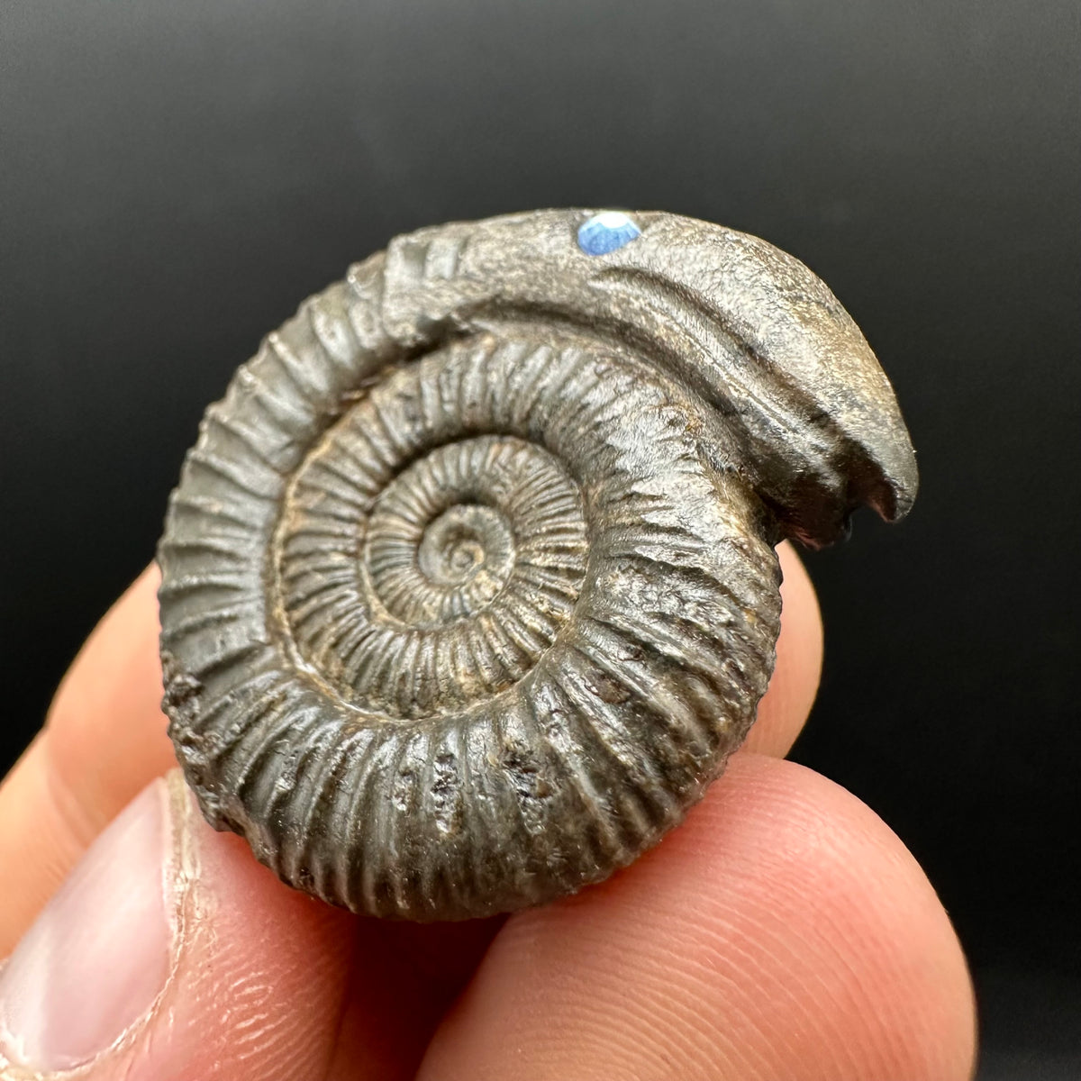 Snakestone Ammonite Fossil With Bag/Box And Stand - Whitby, North Yorkshire Jurassic Coast Yorkshire Fossils