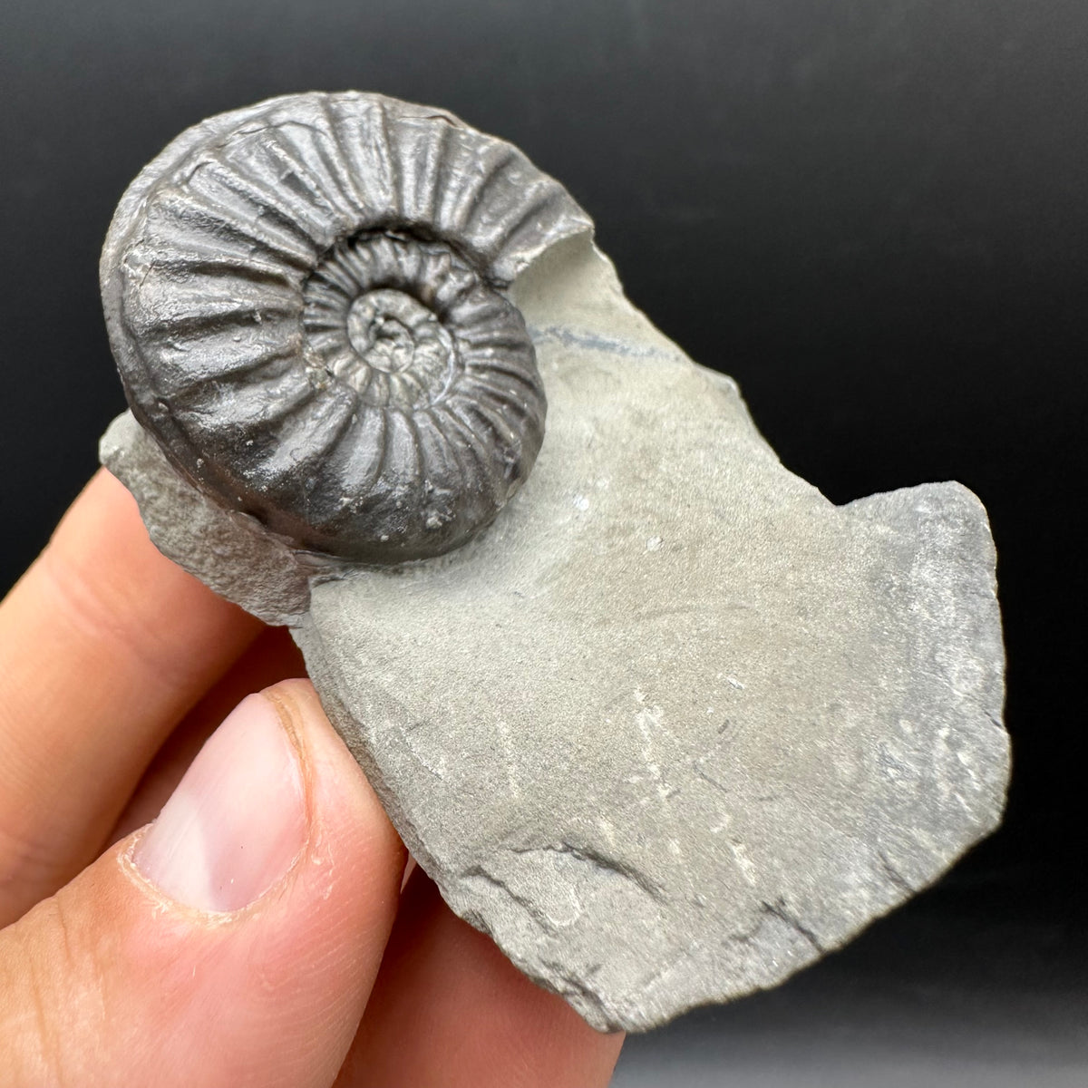 Asteroceras Ammonite fossil with box and stand - Whitby, North Yorkshire Jurassic Coast Yorkshire Fossils