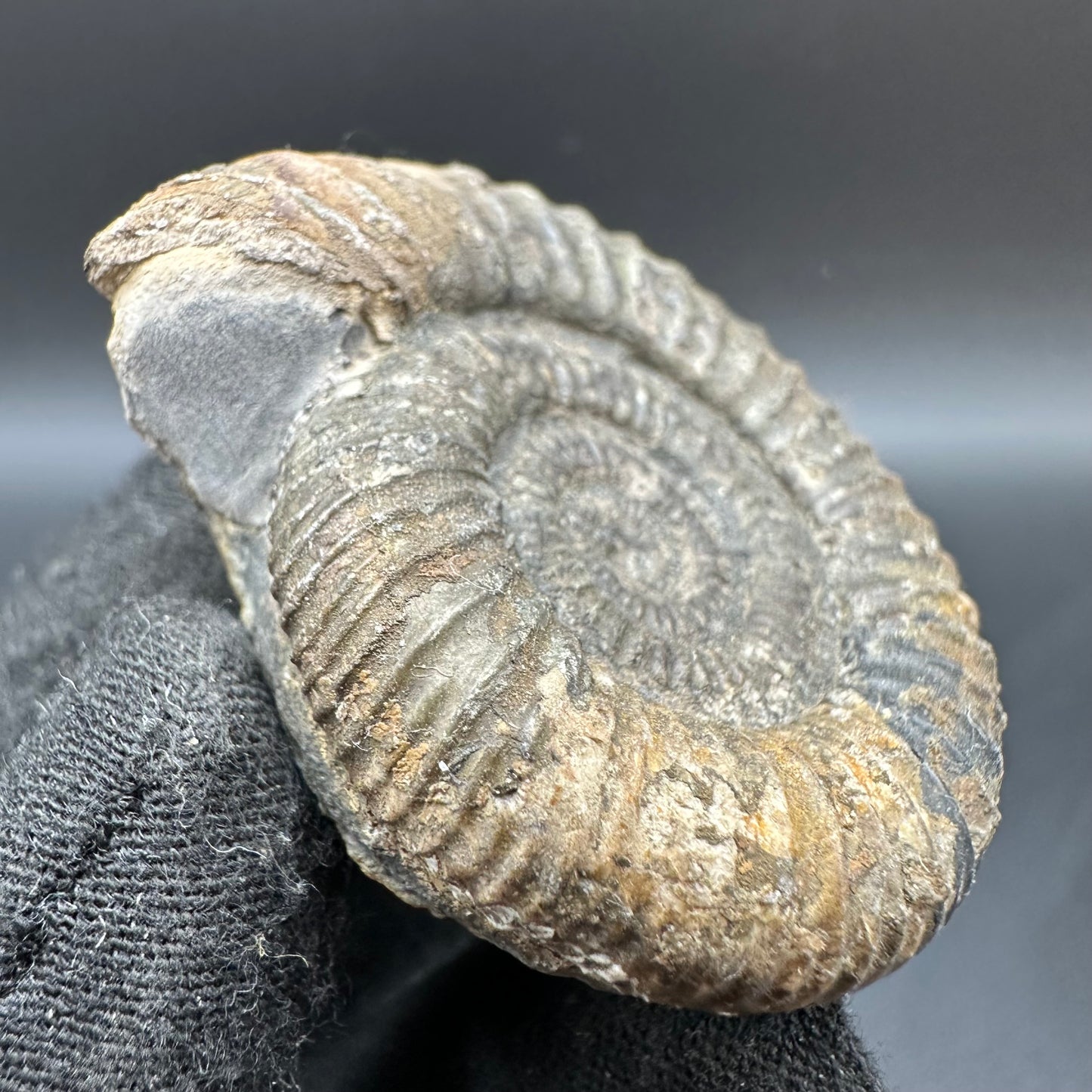 Dactylioceras Ammonite Fossil With Box And Stand - Whitby, North Yorkshire Jurassic Coast Yorkshire Fossils