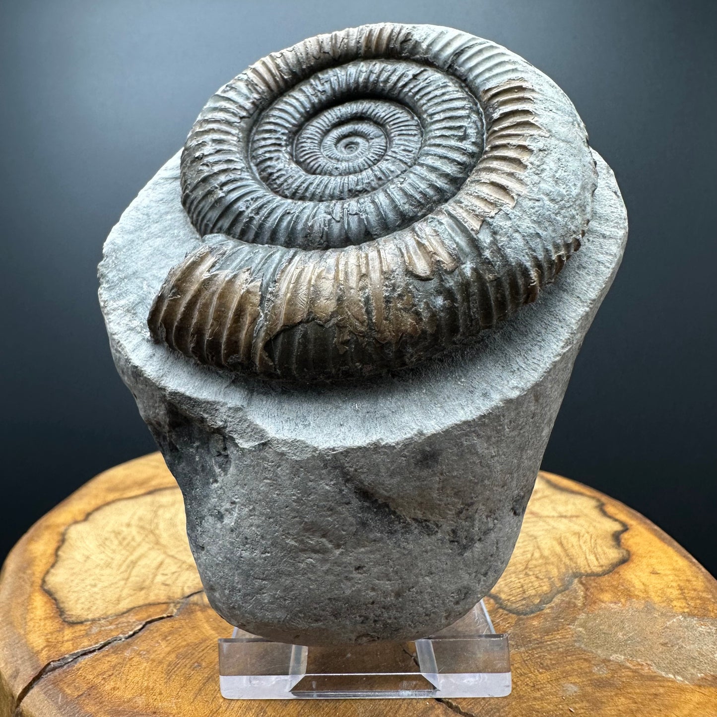 Dactylioceras Ammonite Fossil With box and Stand - Whitby, North Yorkshire Jurassic Coast Yorkshire Fossils