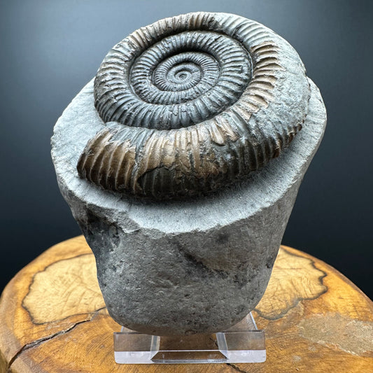 Dactylioceras Ammonite Fossil With box and Stand - Whitby, North Yorkshire Jurassic Coast Yorkshire Fossils