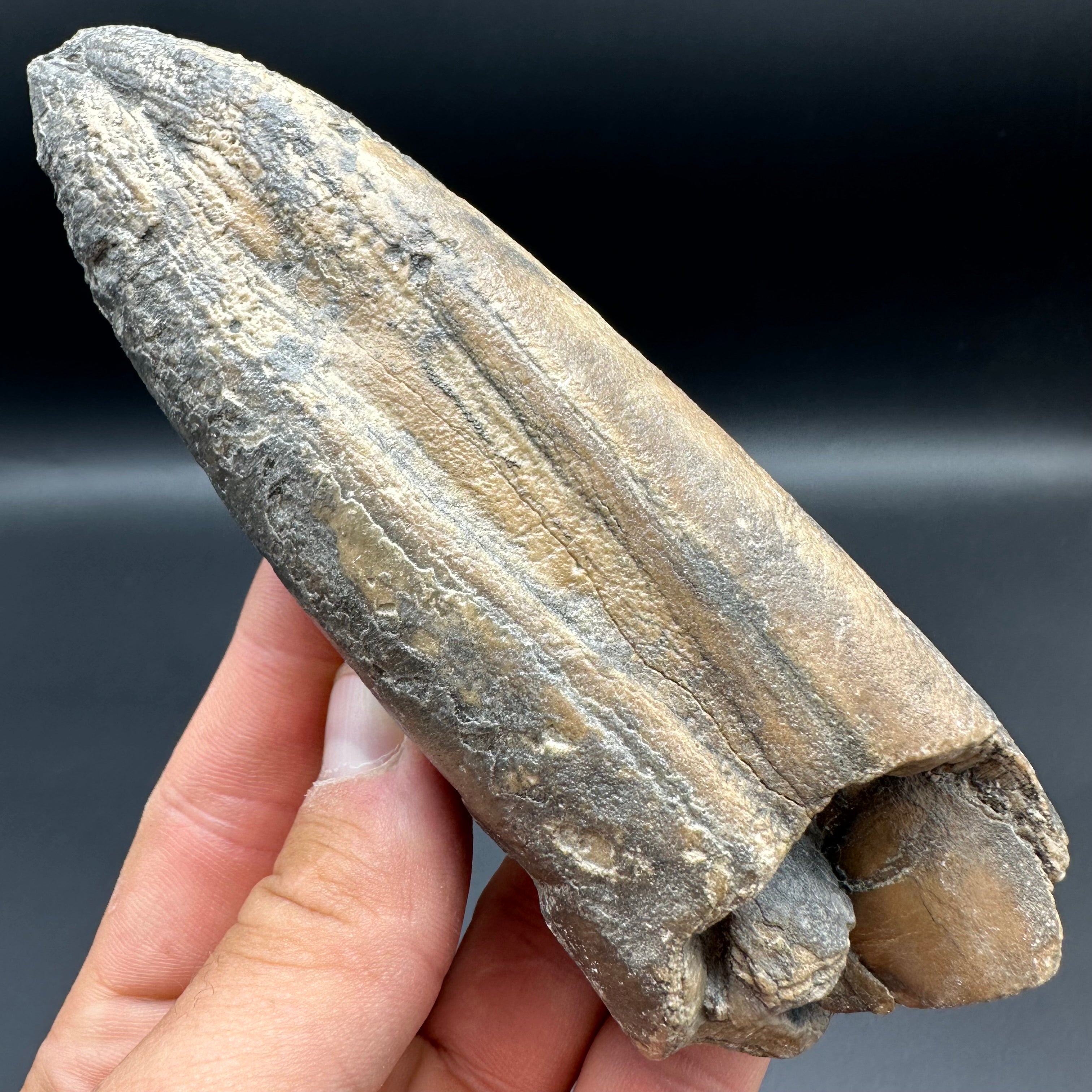 Belemnite (Fossil Squid) shell fossil - Whitby, North Yorkshire Jurass ...